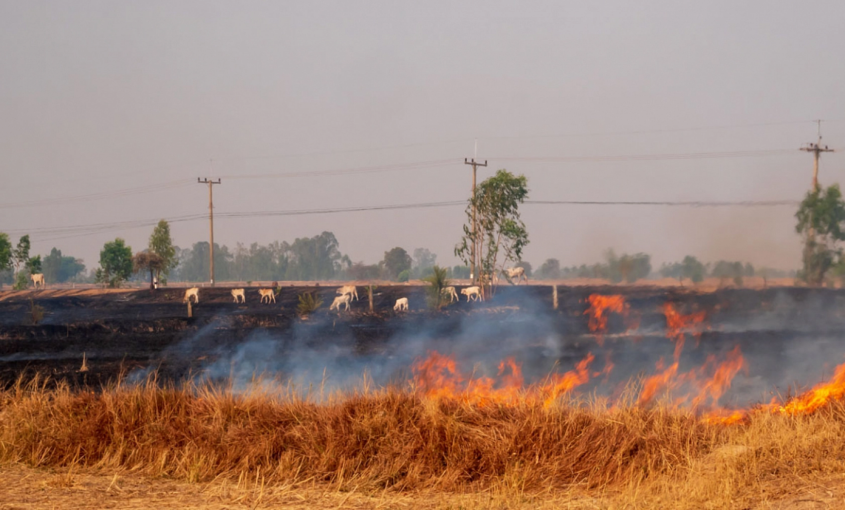 Malatya Valiliği'nden anız uyarısı: Yangın riski artıyor...