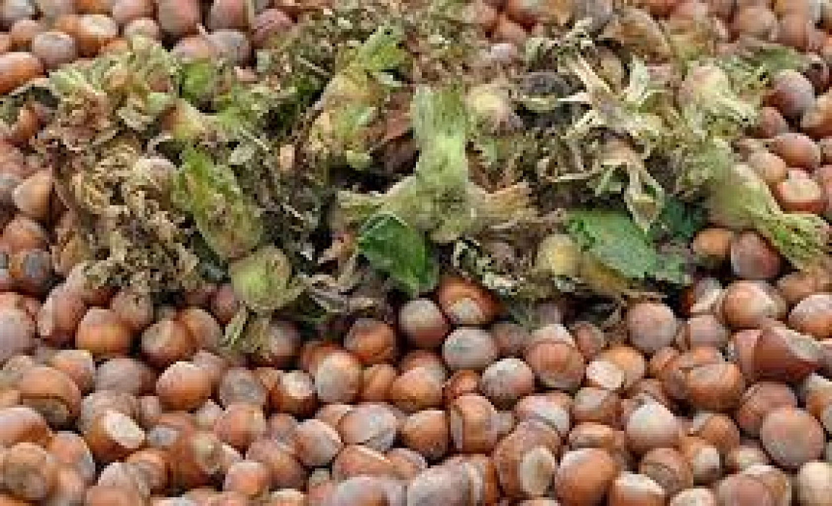 TMO'dan Alım Kararı! Malatya Kayısısı Giresun Fındığının Gölgesinde Kaldı!