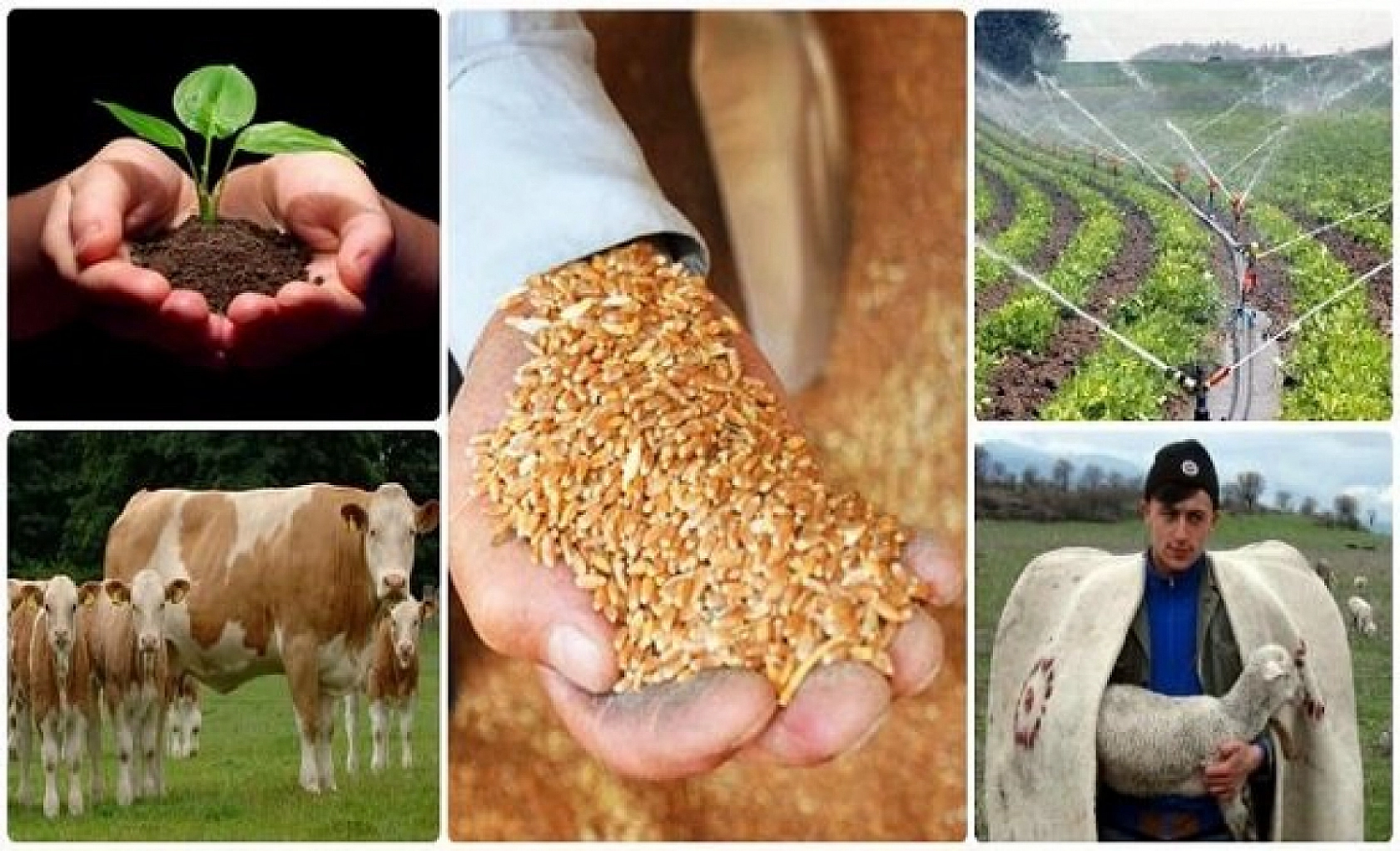 Malatya Çiftçisine Destek Yağmuru: Hesaplara Bugün Aktarılıyor…