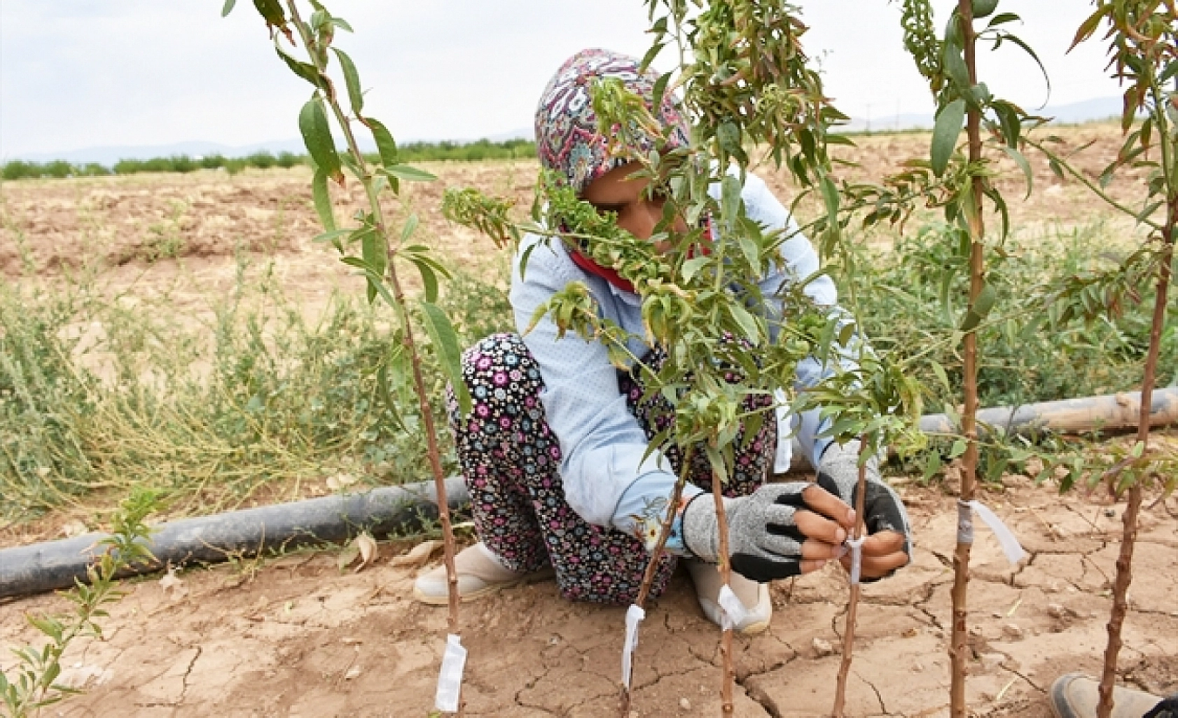 Hatalar Verimi Düşürüyor: Kayısı Fidanı Dikiminde Bu Yanlışlardan Uzak Durun!
