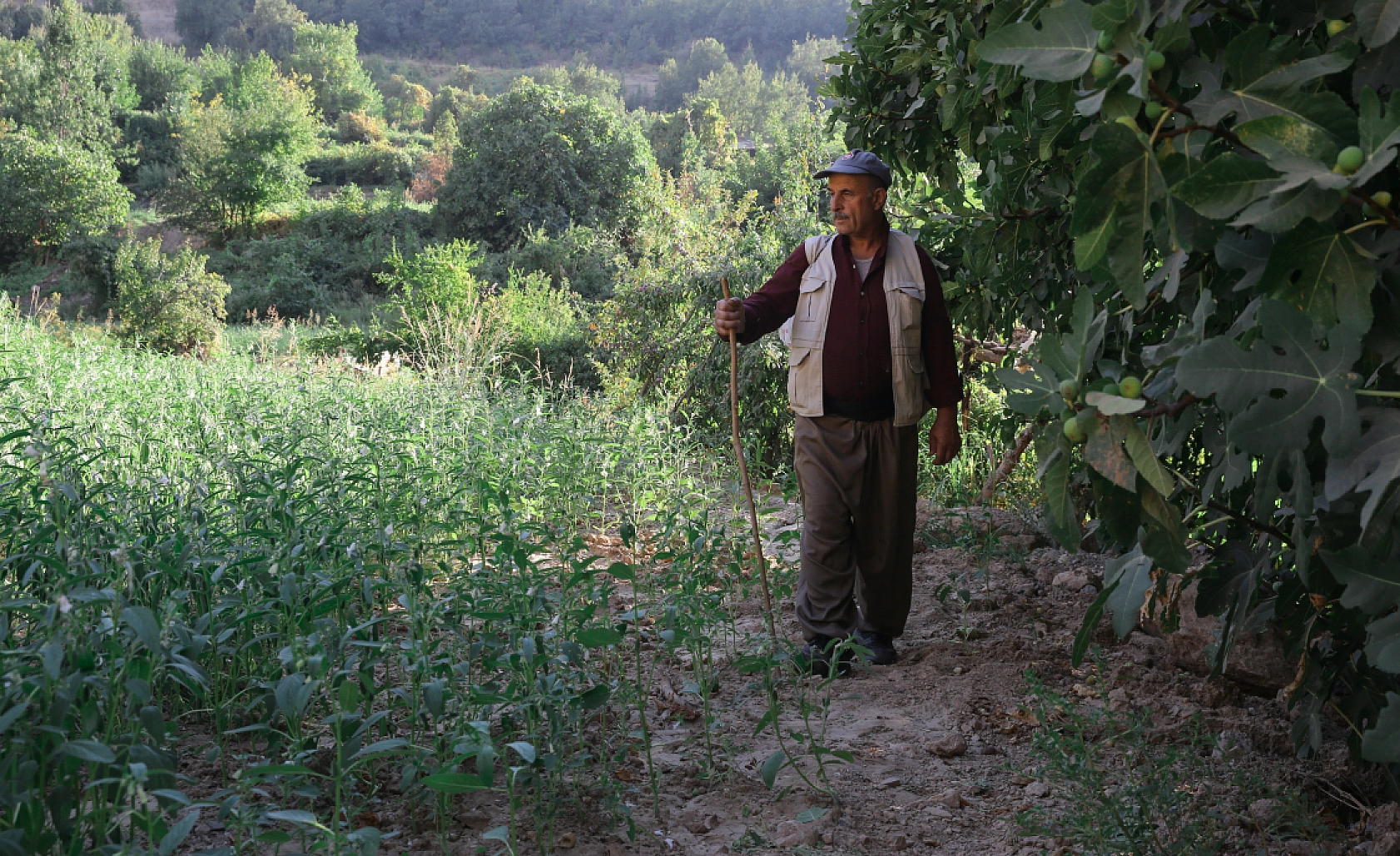 Hasat İçin Ayakta: Çukurcalı Çiftçiler Gece Gündüz Nöbette