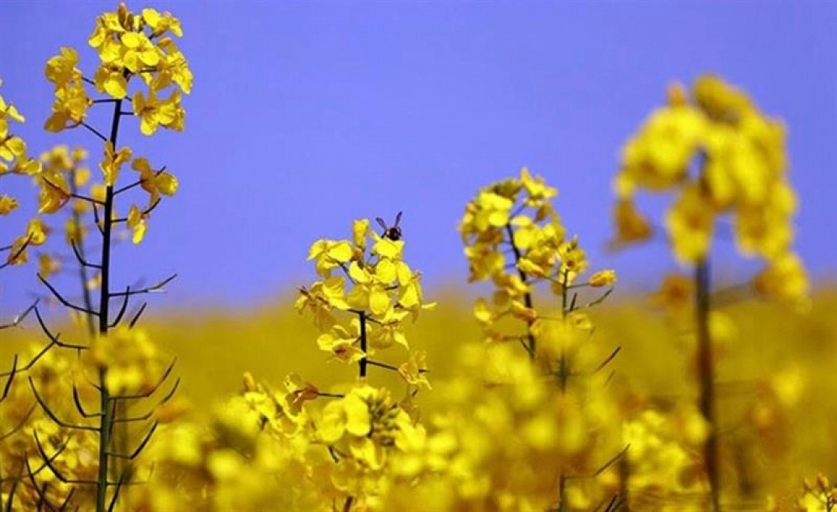 Malatya'da Destek Ödemeleri Arttırıldı…! Dekar Başına Güncel Fiyatlar Açıklandı…