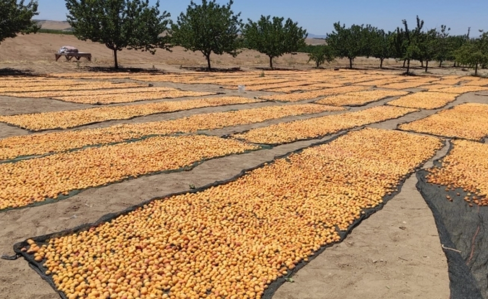 Malatya'da Kayısı Hasadı Başladı! Ancak Üreticiler Tedirgin!