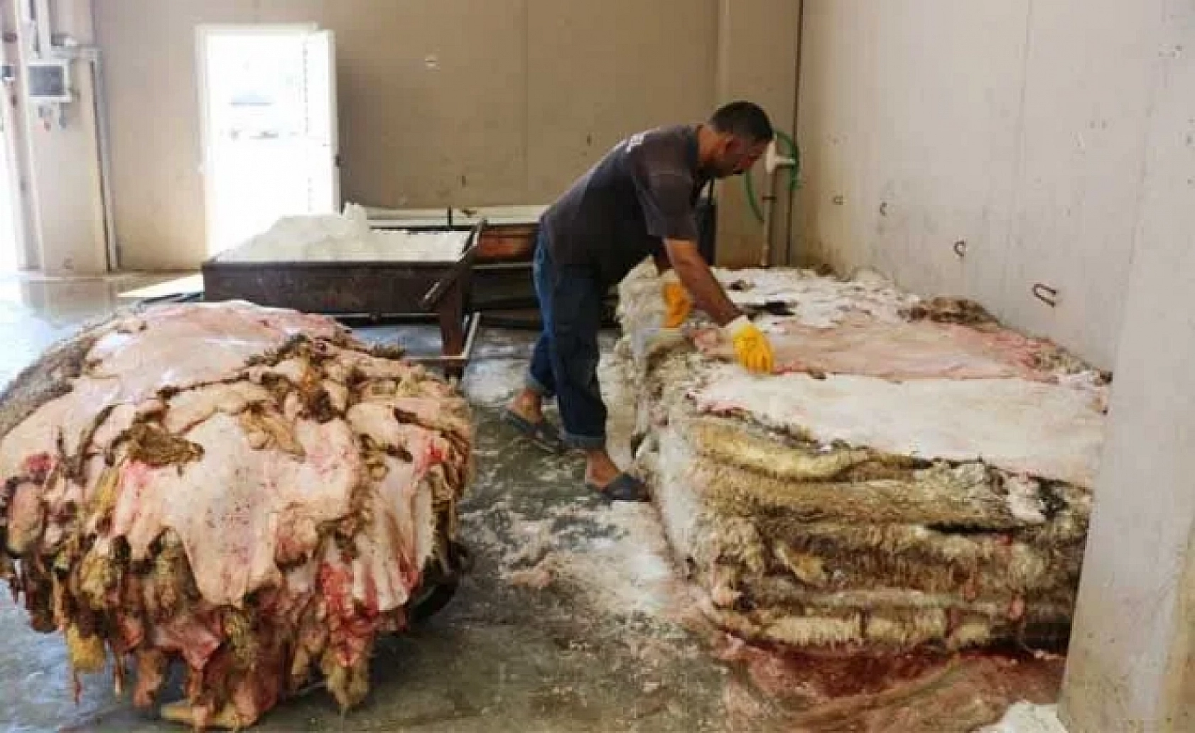 Hazırlıklar tamam: Kurban derileri için özel ekip geliyor!