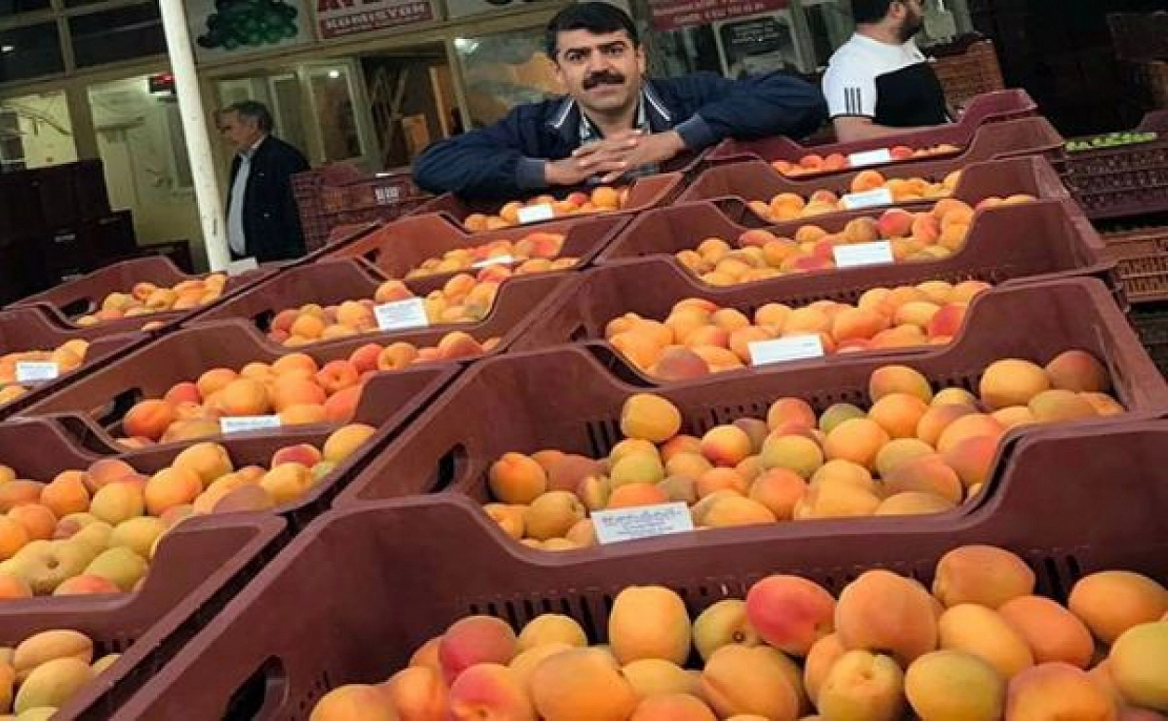 Kayısıda Fiyat Karmaşası! Maliyeti 3 Kat Arttı, Fiyatı Yarıdan Yarıya Azaldı...!