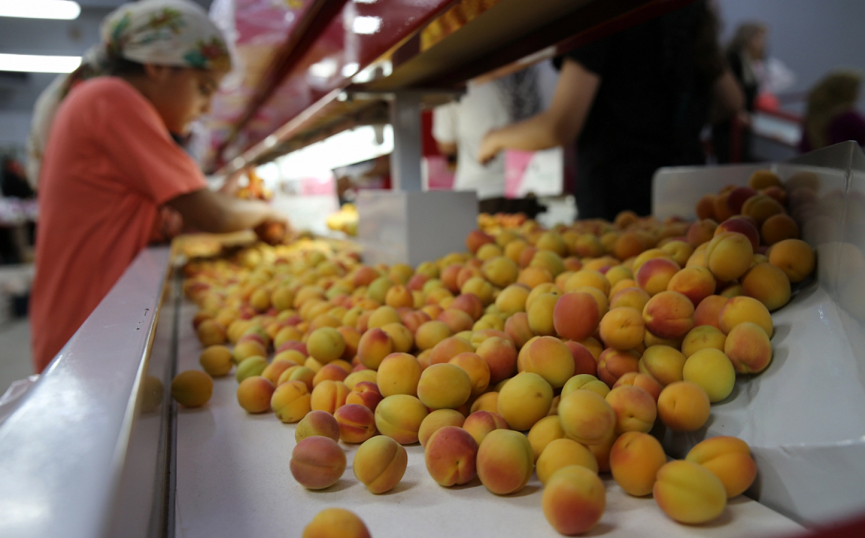 Hasanbey, Kabaaşı, Hacıhaliloğlu, Alyanak ve daha birçok çeşidiyle Uzak Doğu'ya gönderiliyor...