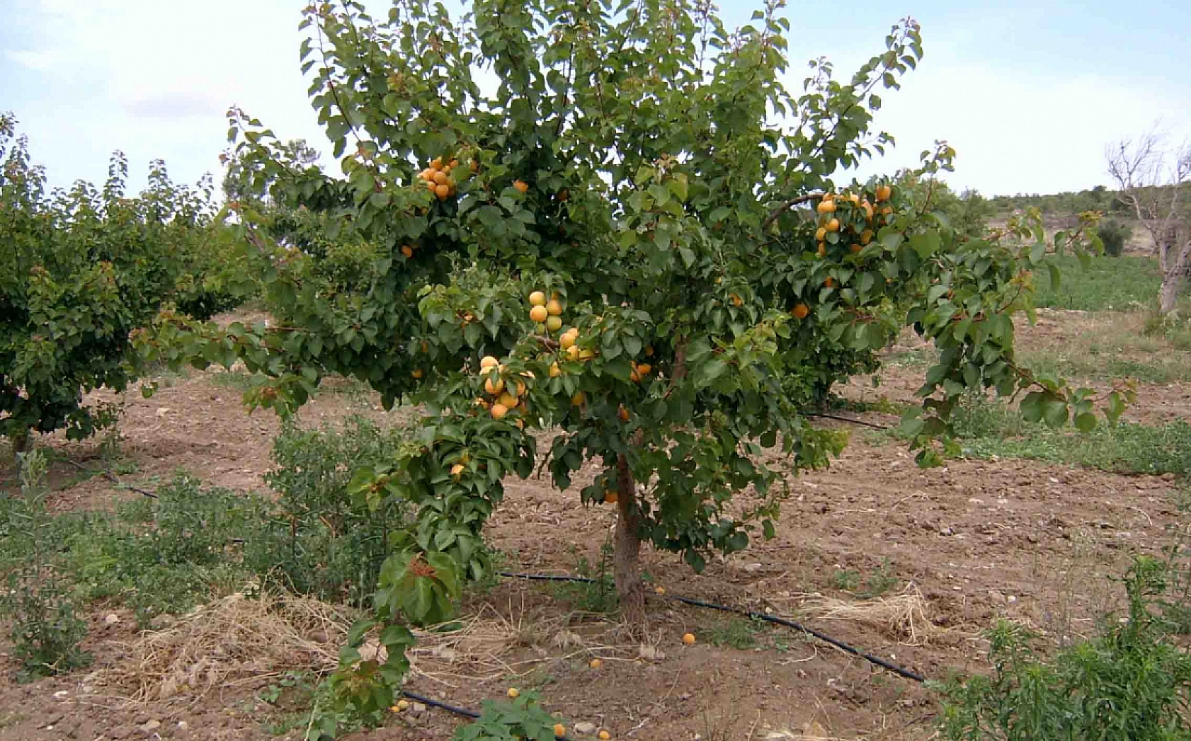 Üreticiler Uyarıldı: Kayısı Ağaçları İçin Tam Zamanı!