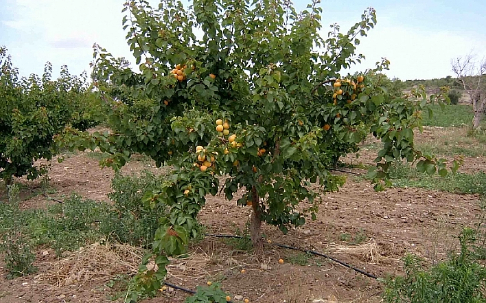 Ziraat Fakültesi Dekanı Açıkladı: Kayısı Üreticileri En Fazla Bu Hataları Yapıyor…!