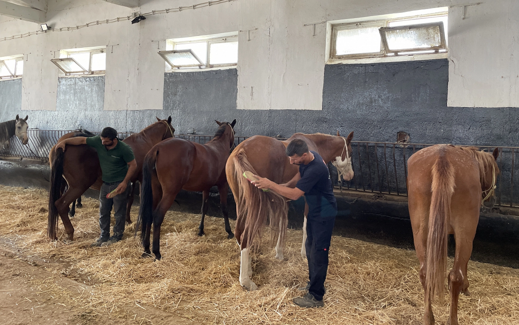 Emekli kısraklar huzurevinde