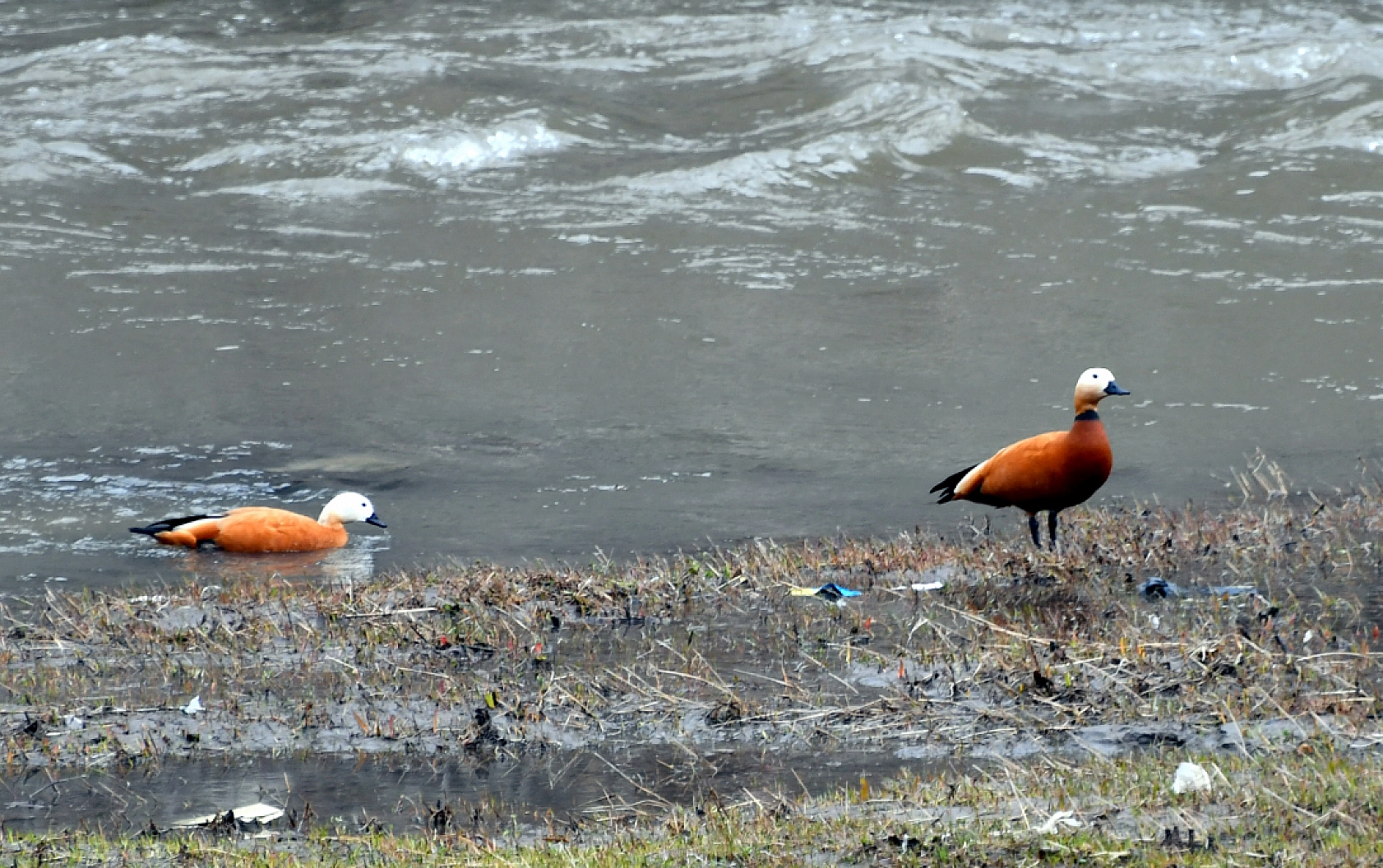 Sarıkamış'ta baharın güzellikleri ortaya çıktı