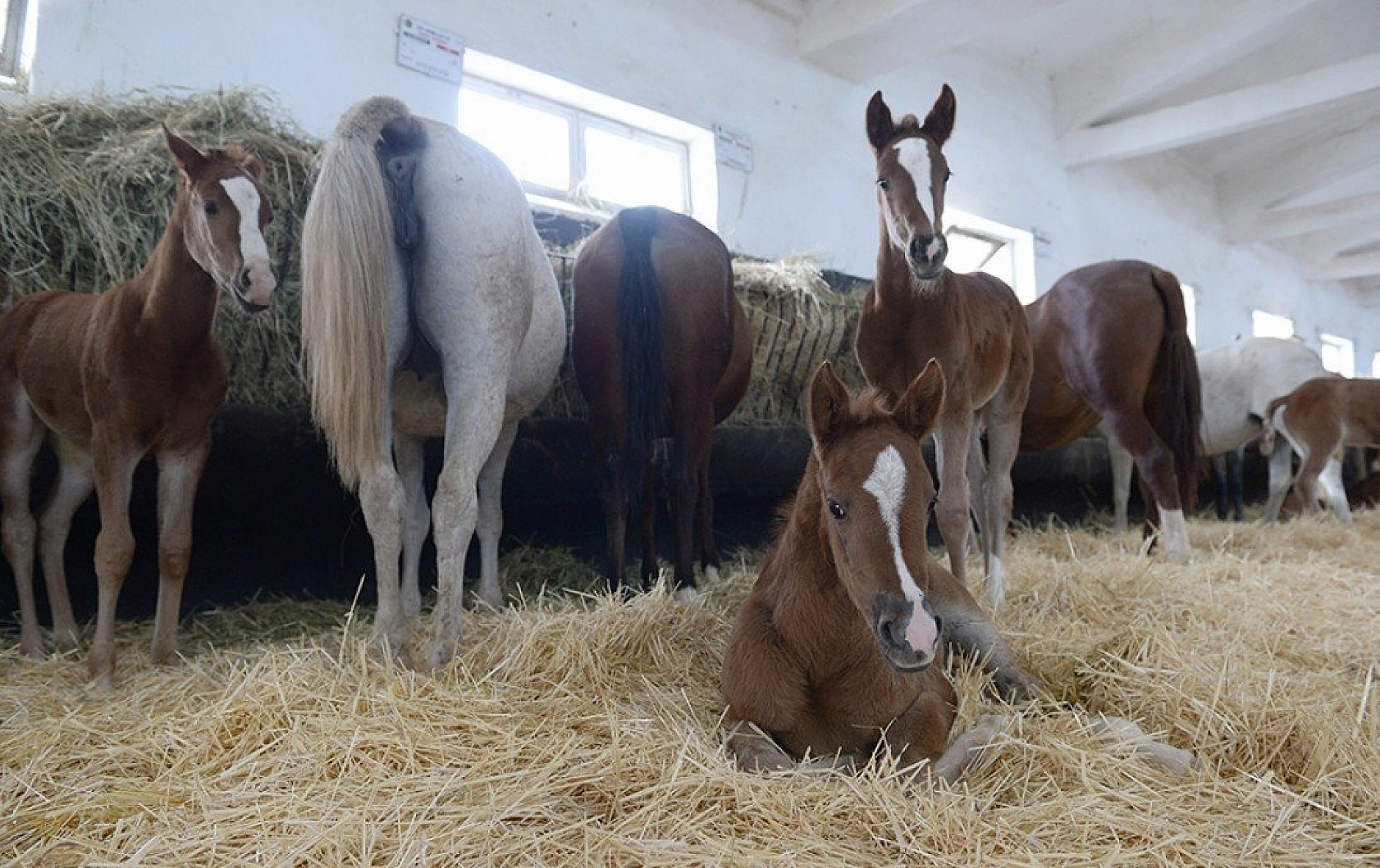 95 şampiyon adayı tay dünyaya geldi