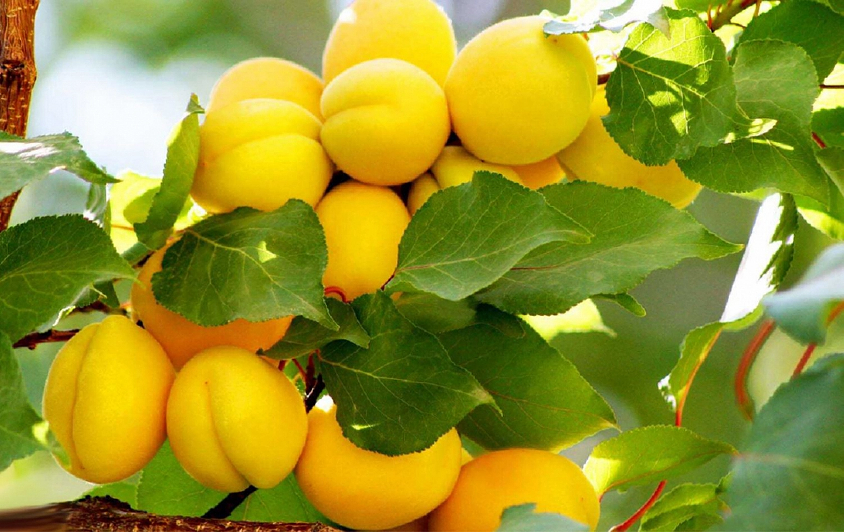 Kayısı Fiyatları Alarm Veriyor! Malatya'da Kayısı Mitingi Düzenlenecek!