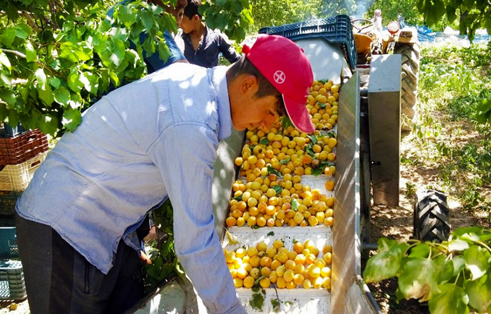 Malatya Kayısısı Çığlık Atmaya Devam Ediyor: Kayısı Üreticileri Ayakta!
