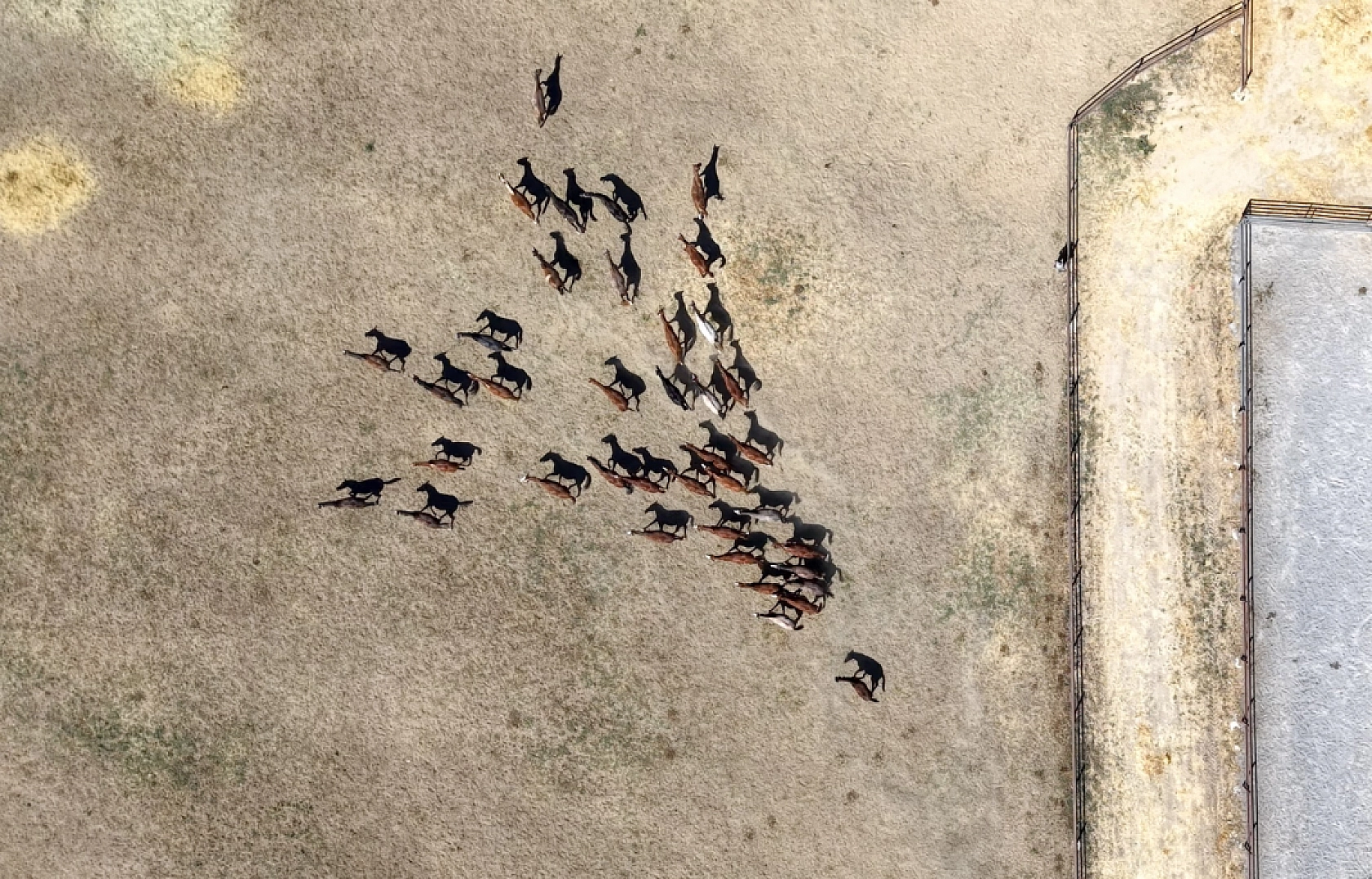 Geleceğin şampiyonları Malatya'da yetişiyor! 110 Safkan Arap tayı dünyaya geldi