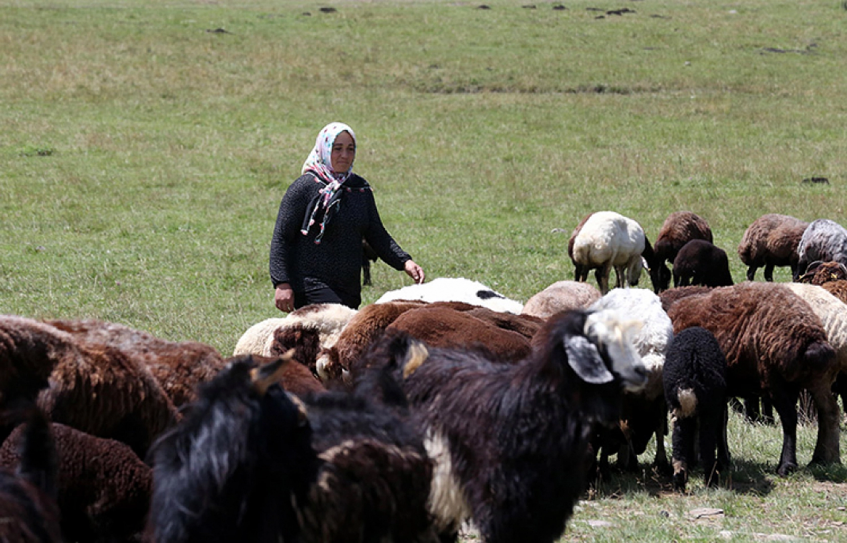 Çiftçilere Hayvan Desteği Artırıldı: Detaylar Belli Oldu