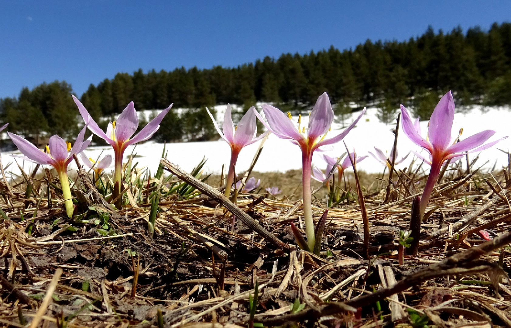 Sarıkamış'ta baharın güzellikleri ortaya çıktı