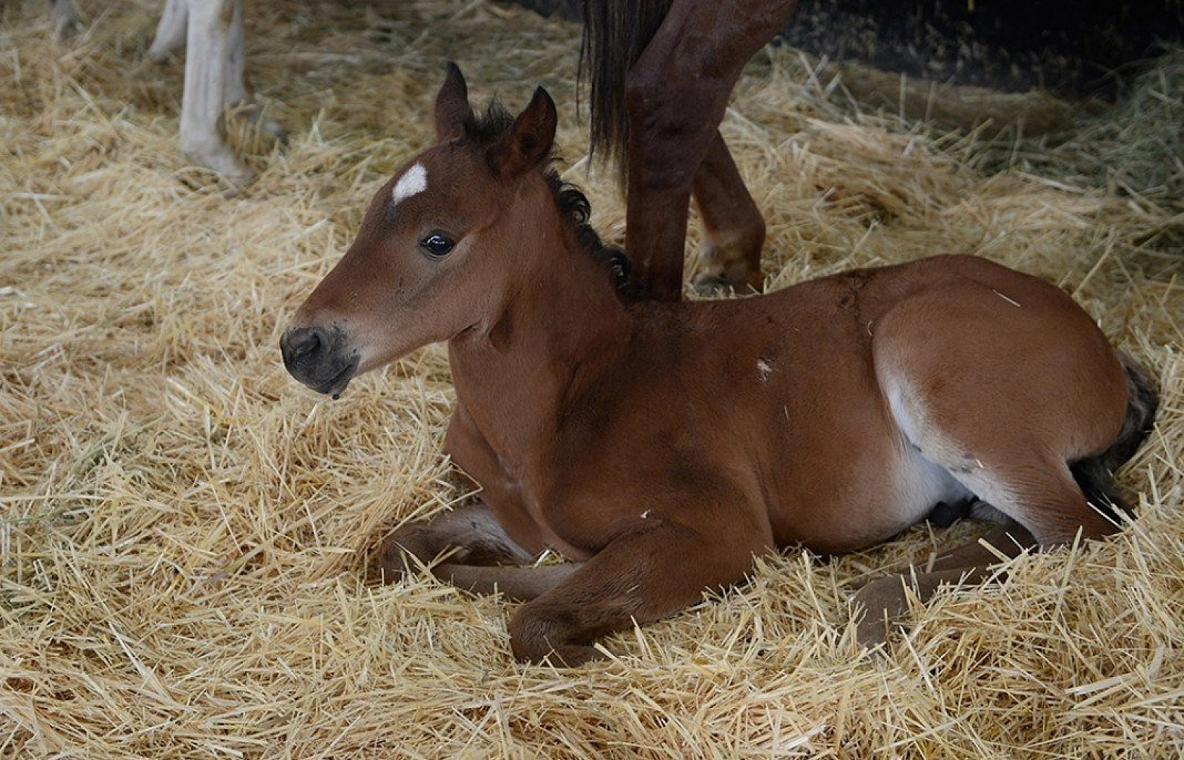 95 şampiyon adayı tay dünyaya geldi
