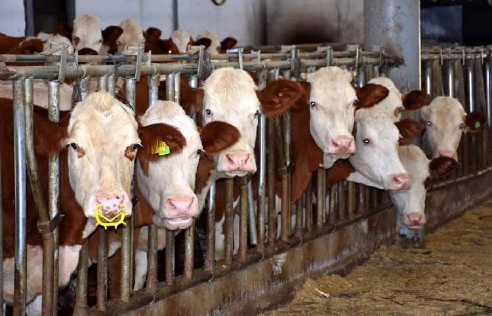 Muş'ta devlet desteğiyle 4,5 milyon liralık tesis