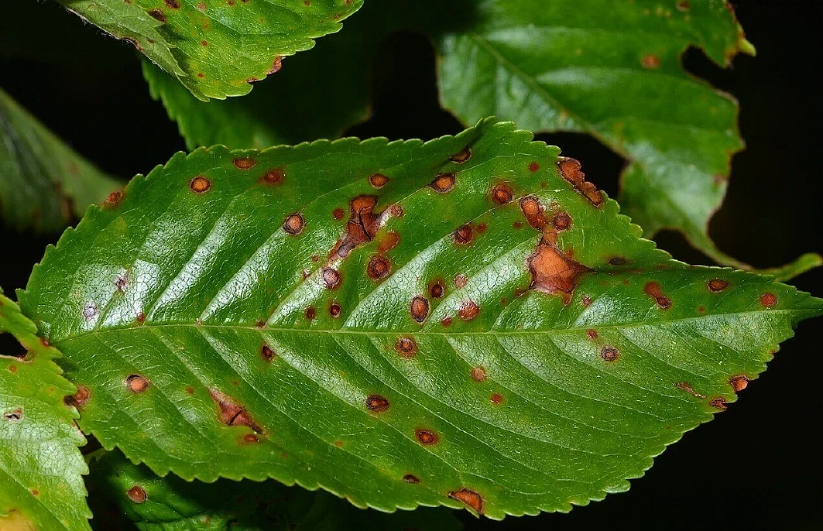 Kayısı üreticilerine kritik uyarı: Malatya'da ağaçlar boş kalabilir! Sakın ihmal etmeyin…
