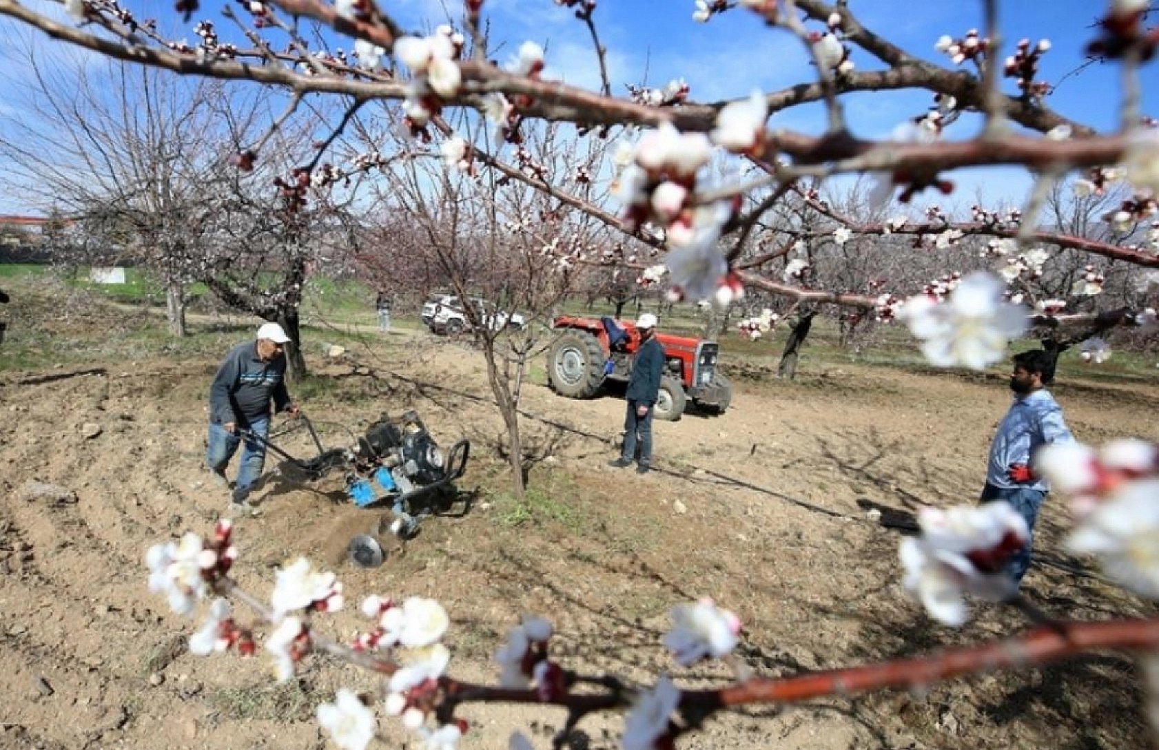 Malatya Kayısında kritik dönem: Nisan Ayı İçin Tedbir Çağrısı