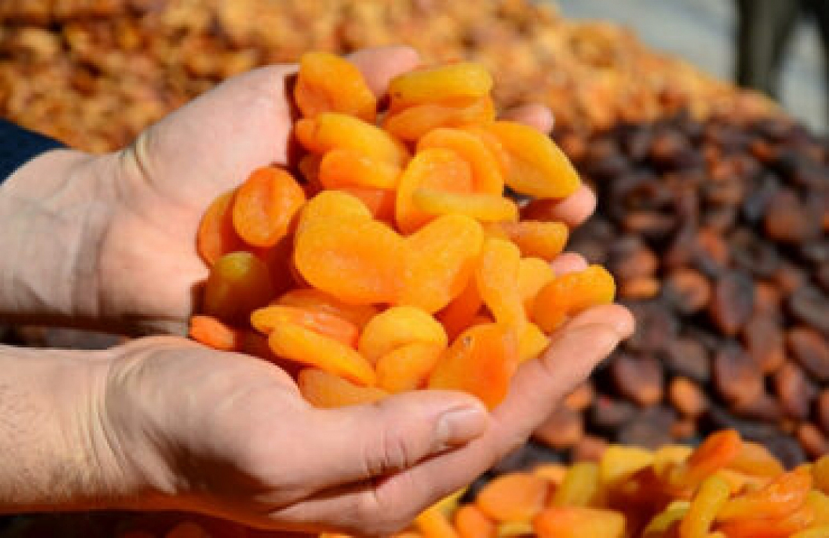 Malatya'nın Altın Çekirdeği: Tam Bir Şifa Kaynağı! Malatya Kayısısının Sizi Şaşırtacak Faydaları…