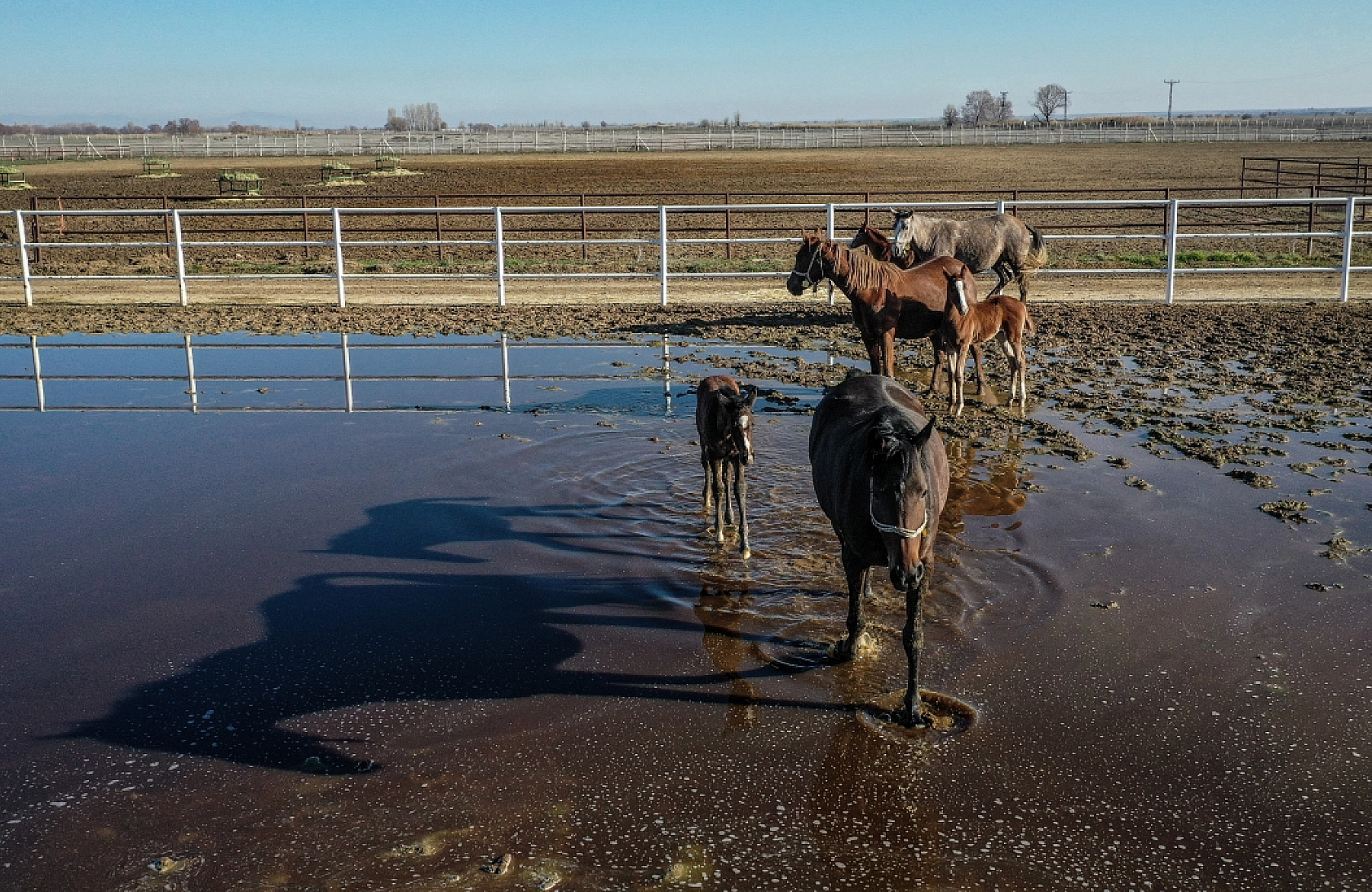 TİGEM, 435 Şampiyon Tay Bekliyor!