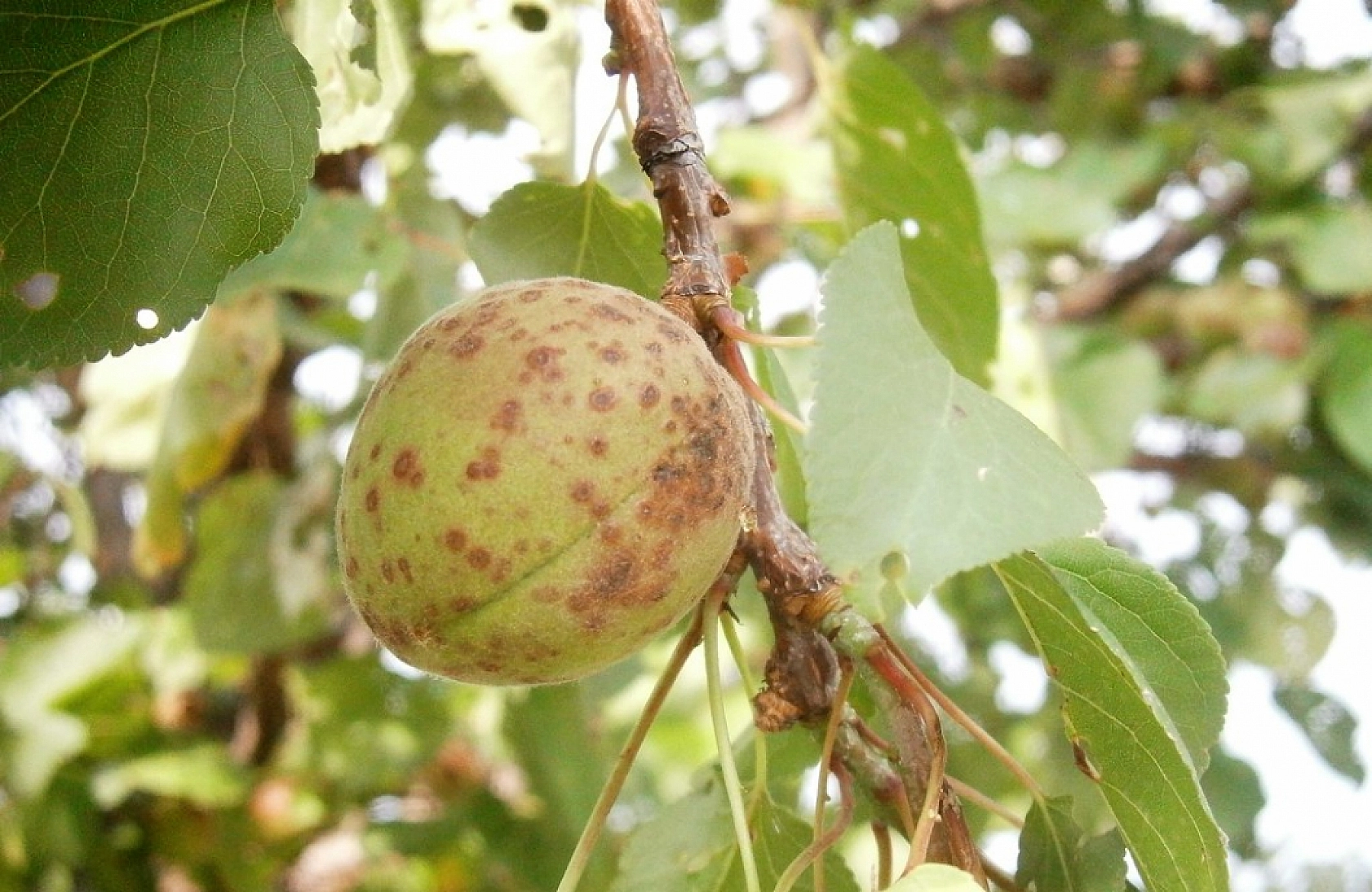 Ziraat Fakültesi Dekanı Açıkladı: Kayısı Üreticileri En Fazla Bu Hataları Yapıyor…!
