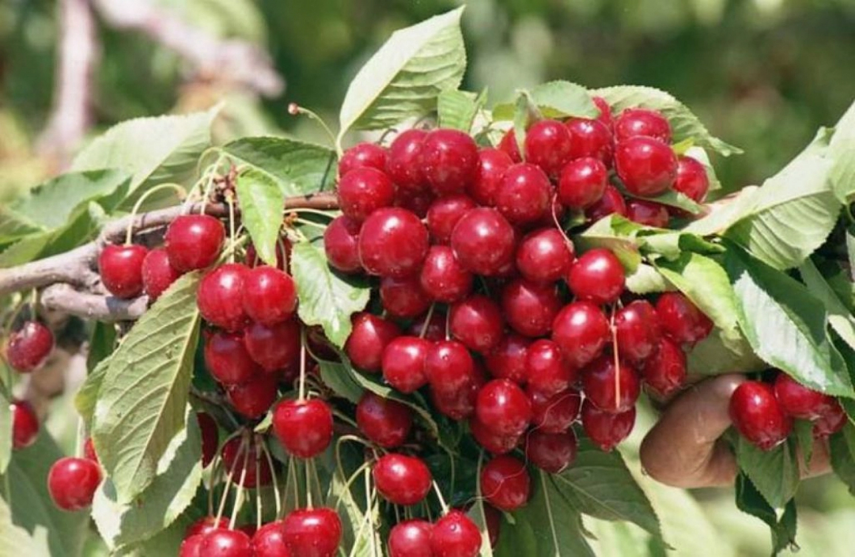 Meyve Fiyatları Rekor Kırdı: Kiraz Altınla Yarışıyor…