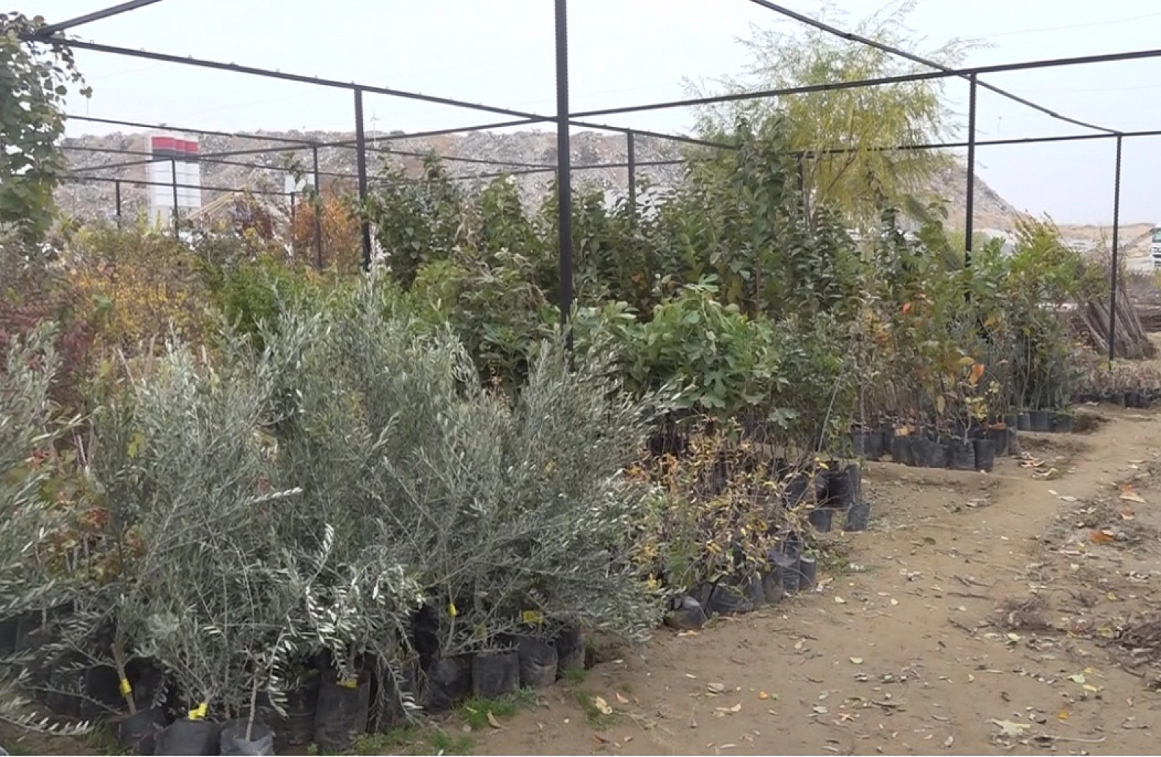 Malatya fidancıları zor durumda: Olumsuz hava koşulları 100 bin fidanı yok etti