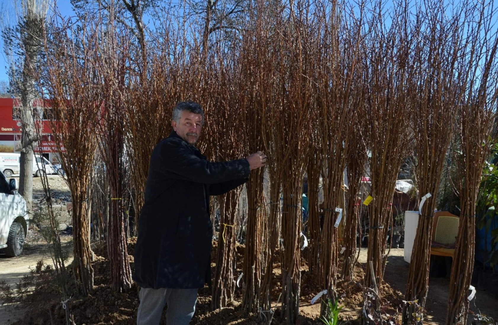 Hatalar Verimi Düşürüyor: Kayısı Fidanı Dikiminde Bu Yanlışlardan Uzak Durun!