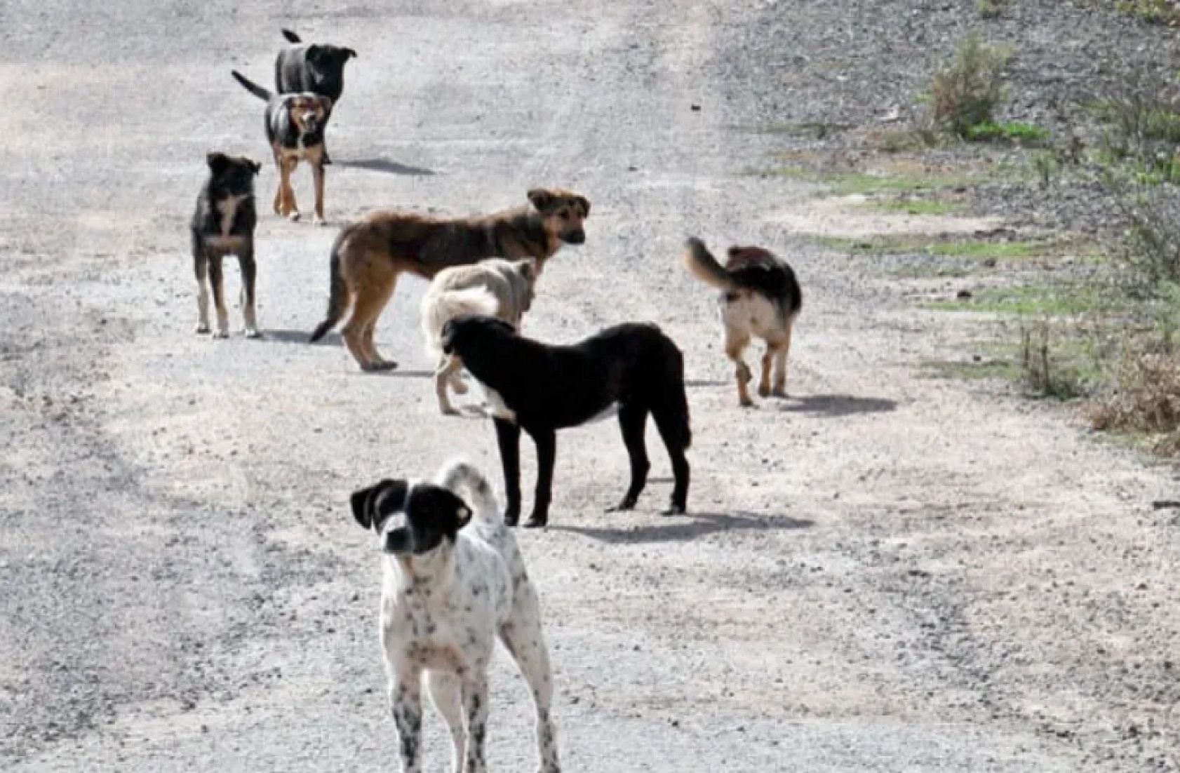Vali Uyardı: Bu Görev Belediyelerin!