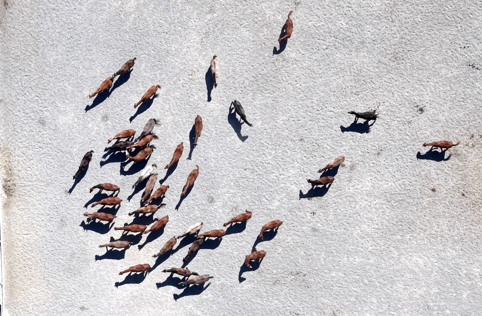 Geleceğin şampiyonları Malatya'da yetişiyor! 110 Safkan Arap tayı dünyaya geldi