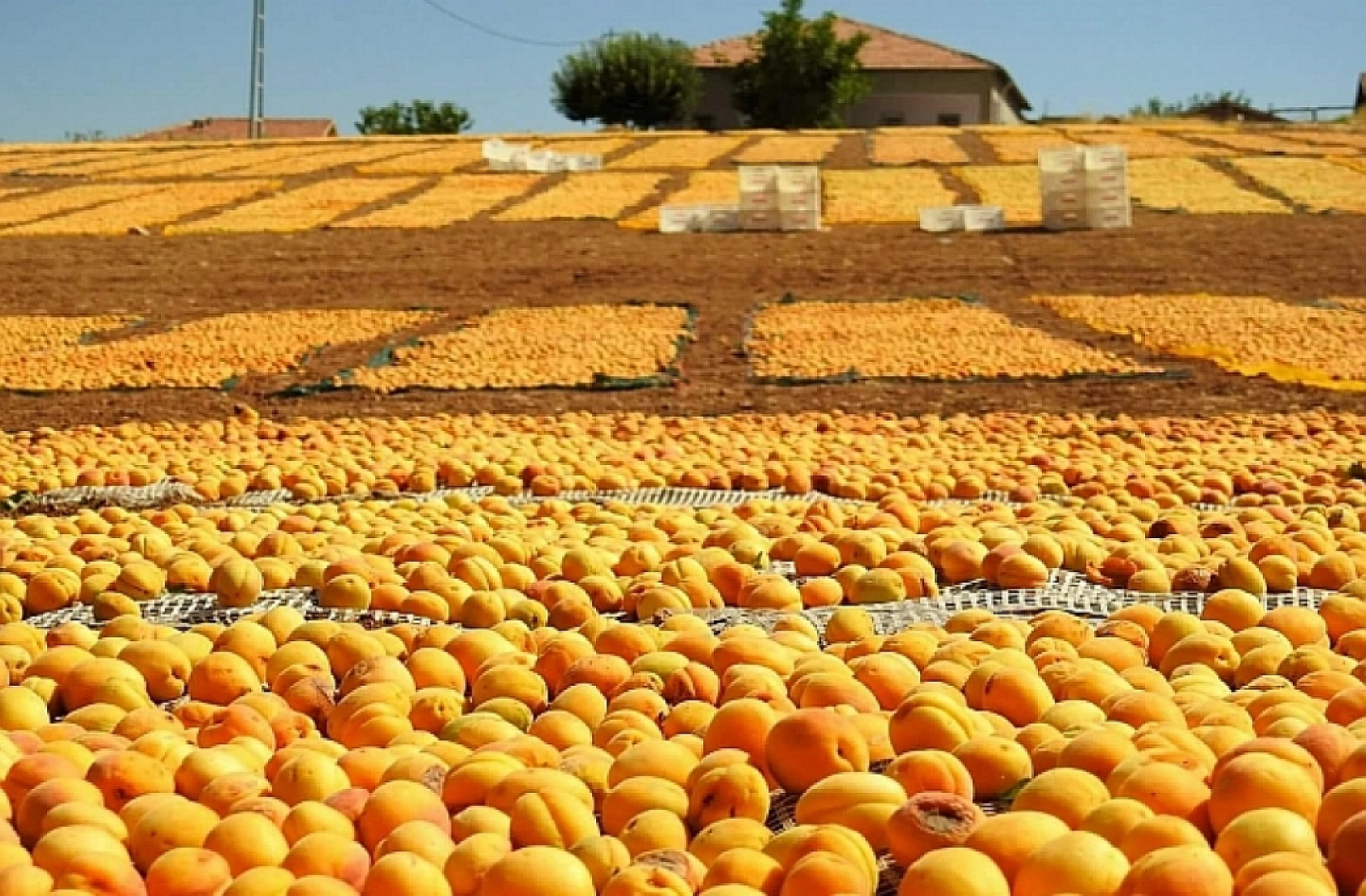 Özel'den Malatyalı Üreticilere Çağrı: 'Sarı Altın'a Zam İçin Işıkları Açın, Kapatın!