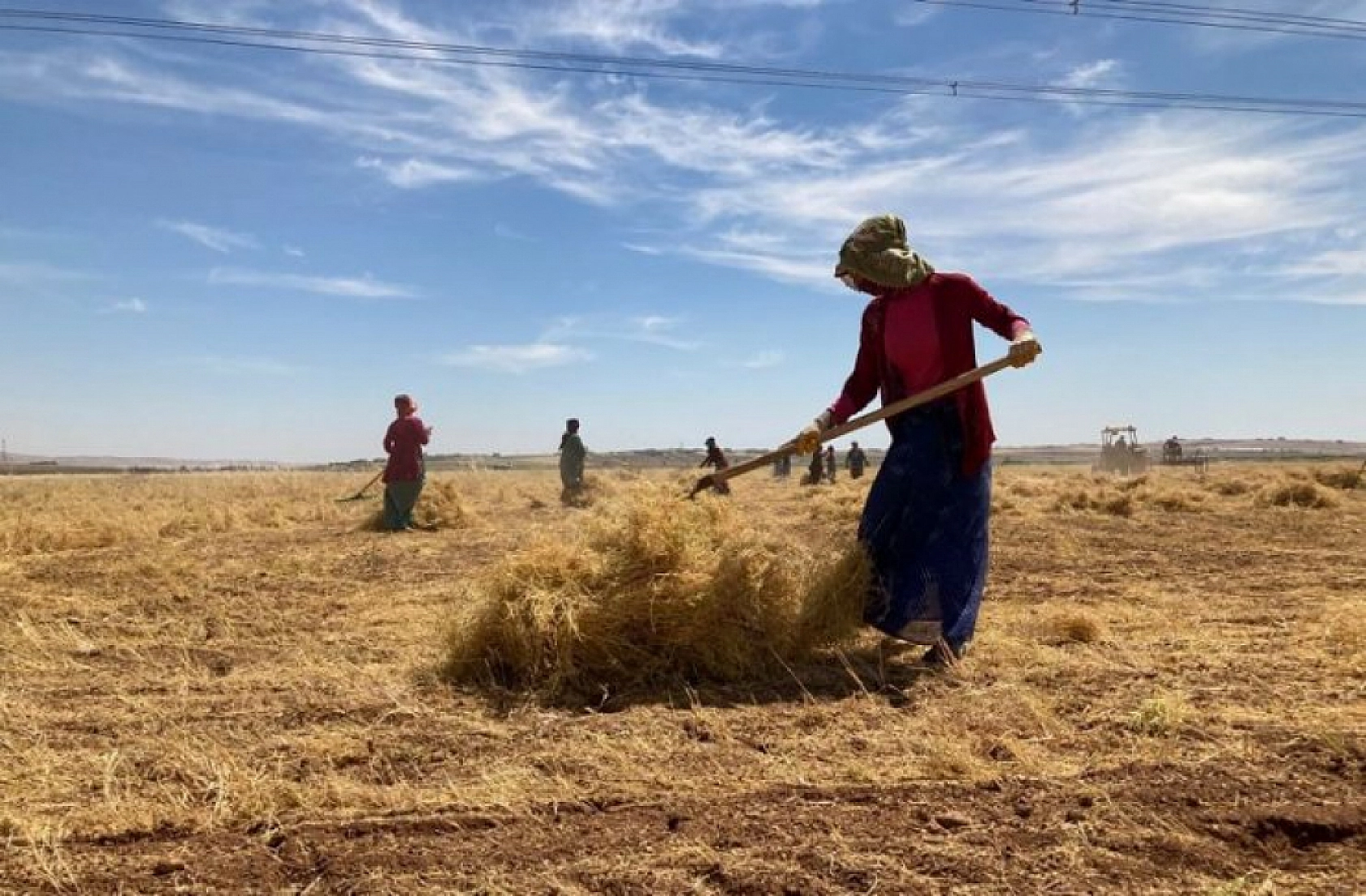 Uzmanı uyardı: Buğday Ekimleri Artık O Ayda Yapılmalı!