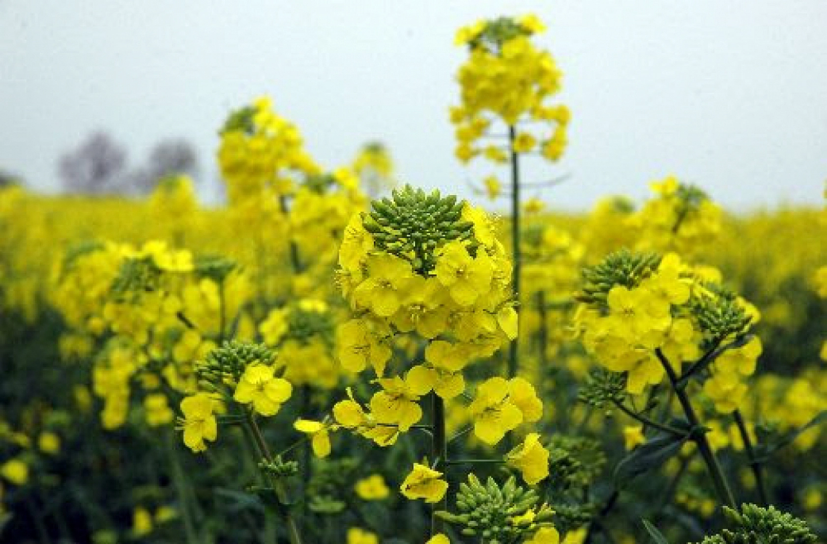 Malatya'da Destek Ödemeleri Arttırıldı…! Dekar Başına Güncel Fiyatlar Açıklandı…