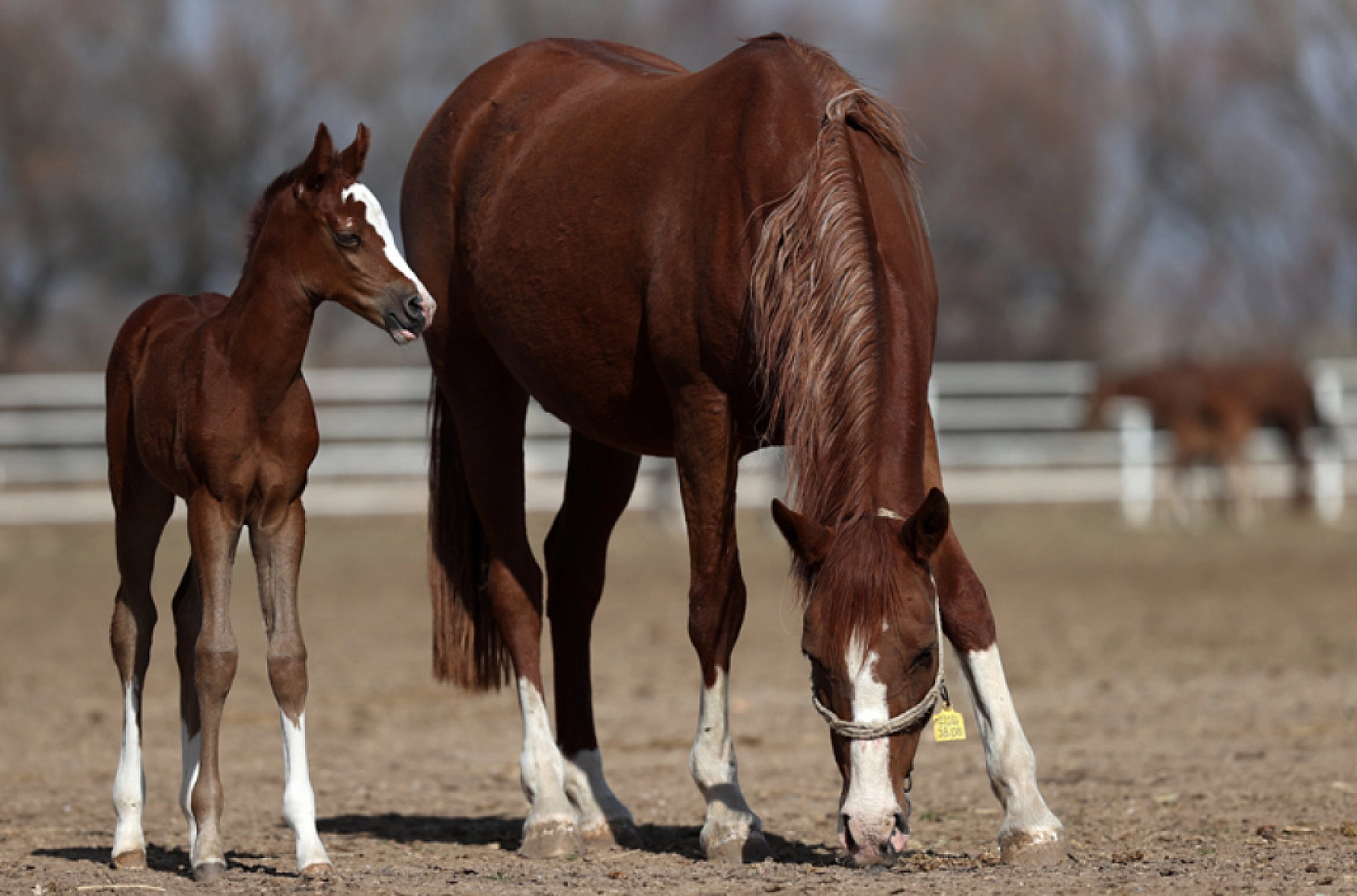 Malatya'da Yetiştirilen Milyonluk Taylar İstanbul'da Görücüye Çıkıyor!