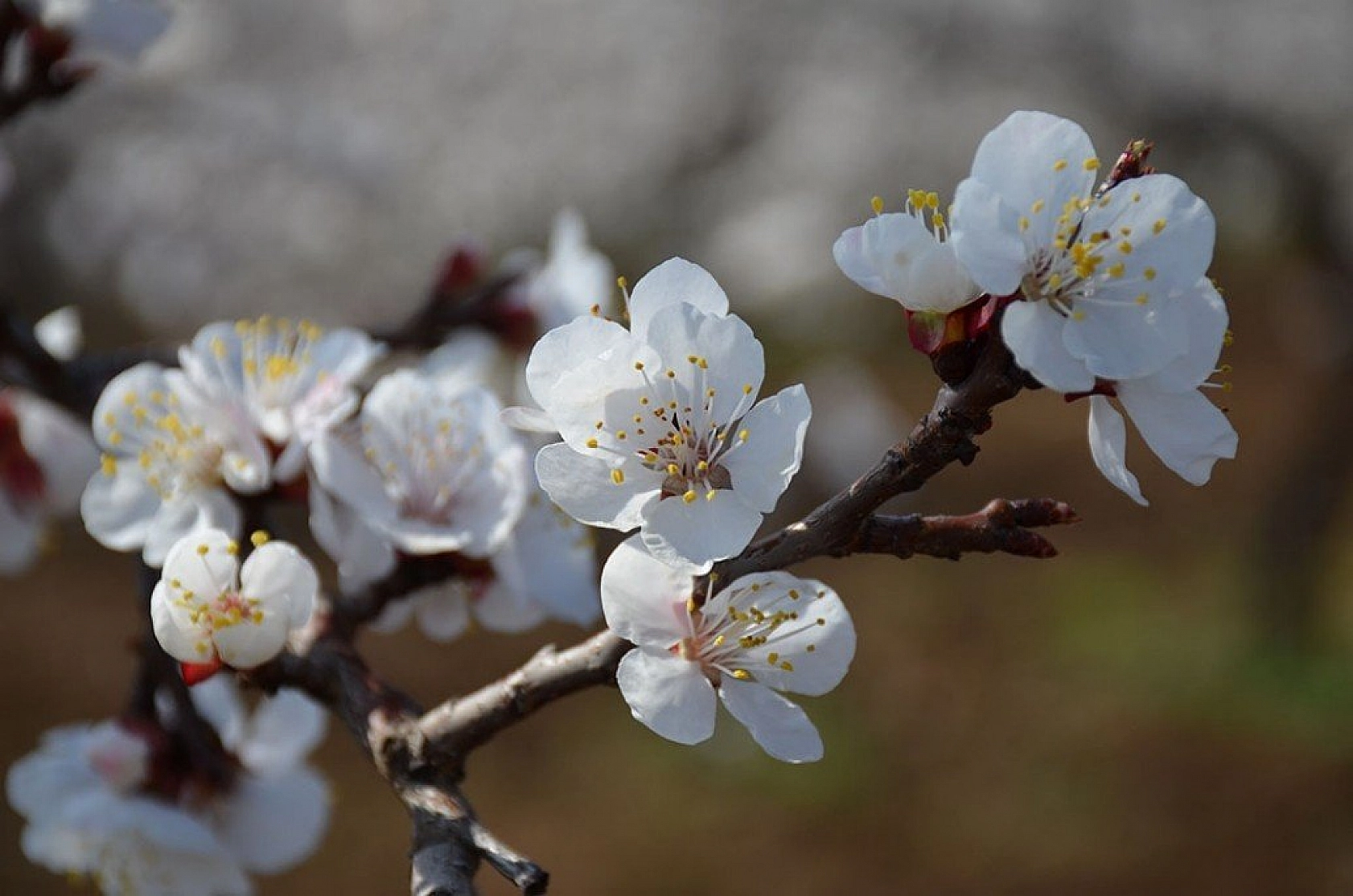 Kayısı çiçek açtı