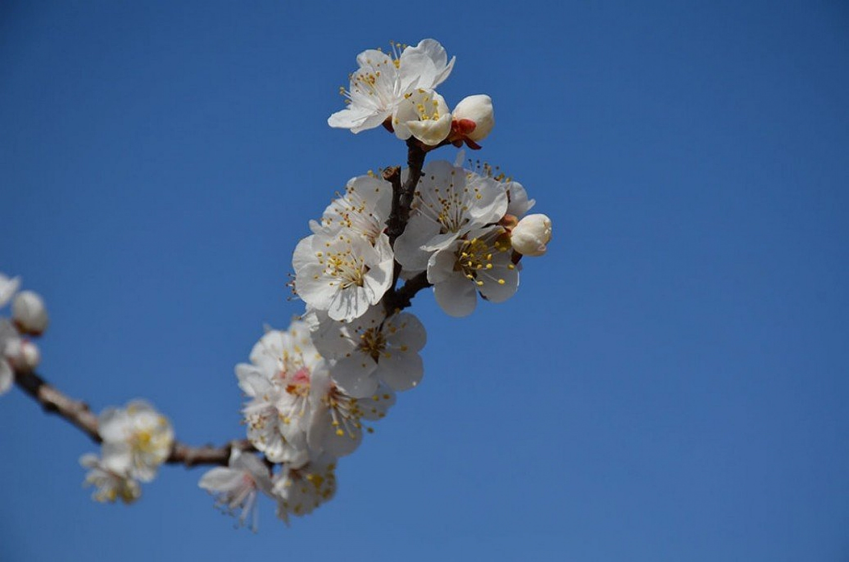 Kayısı çiçek açtı