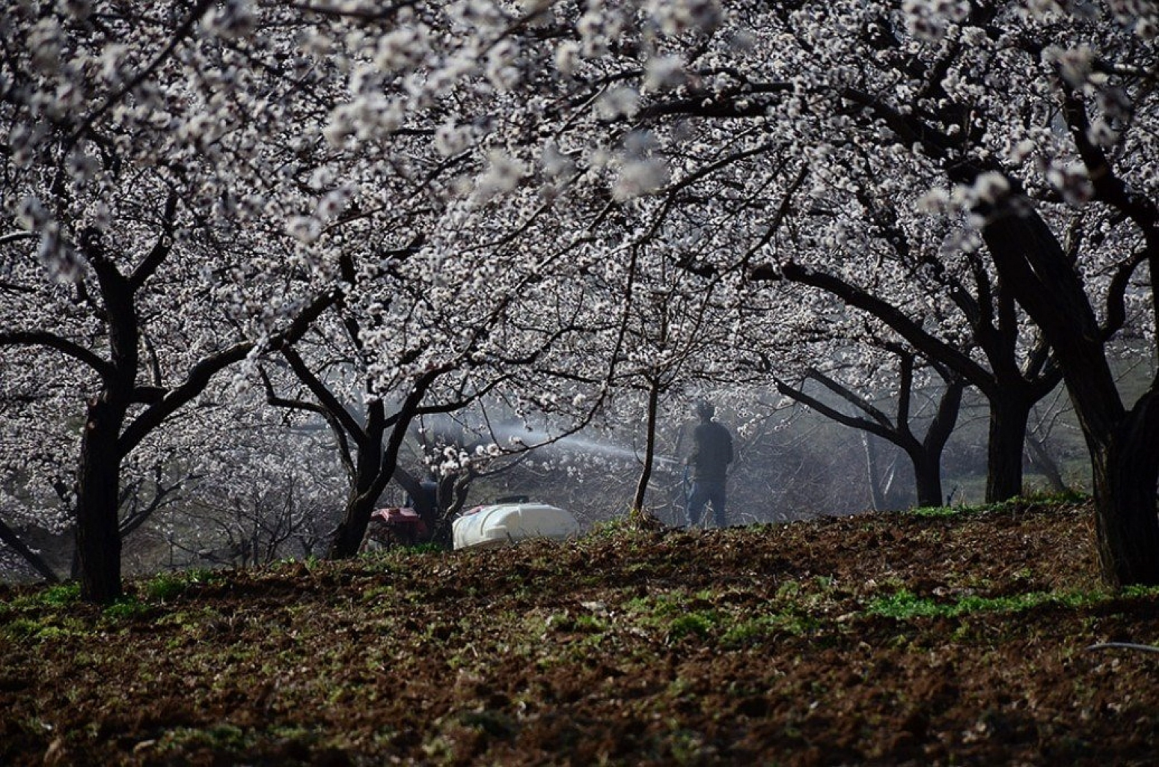 Kayısı çiçek açtı