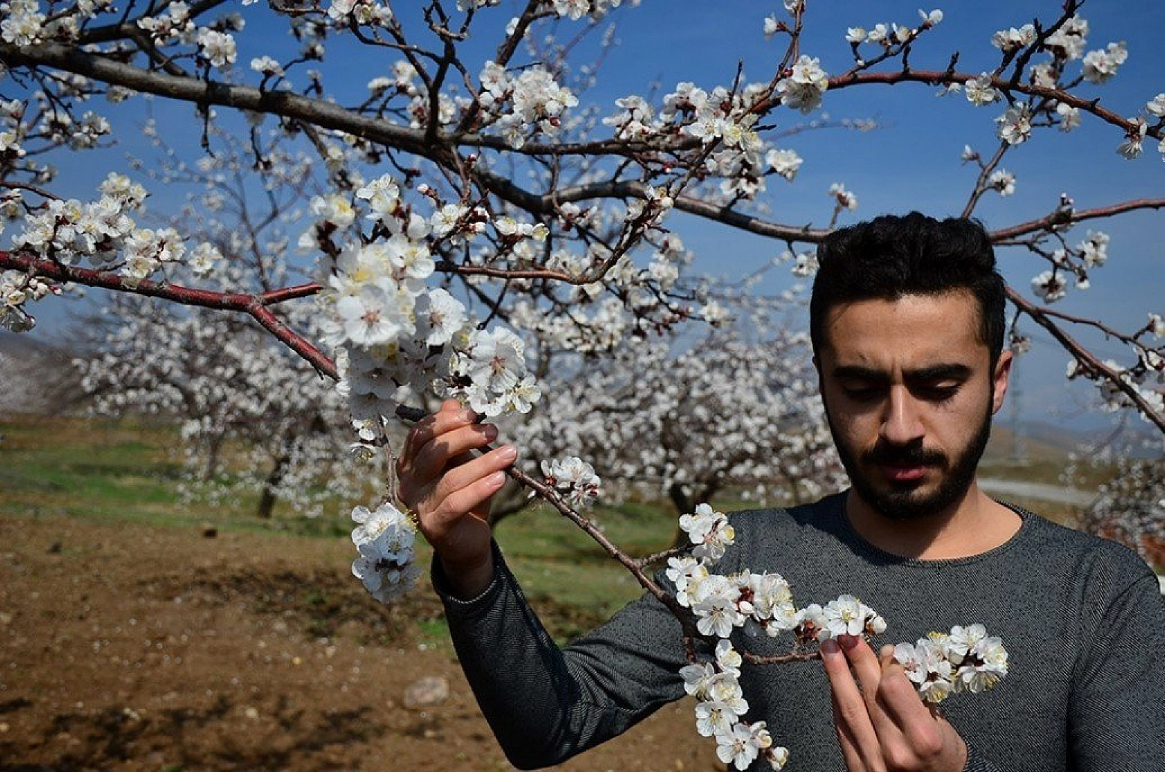 Kayısı çiçek açtı