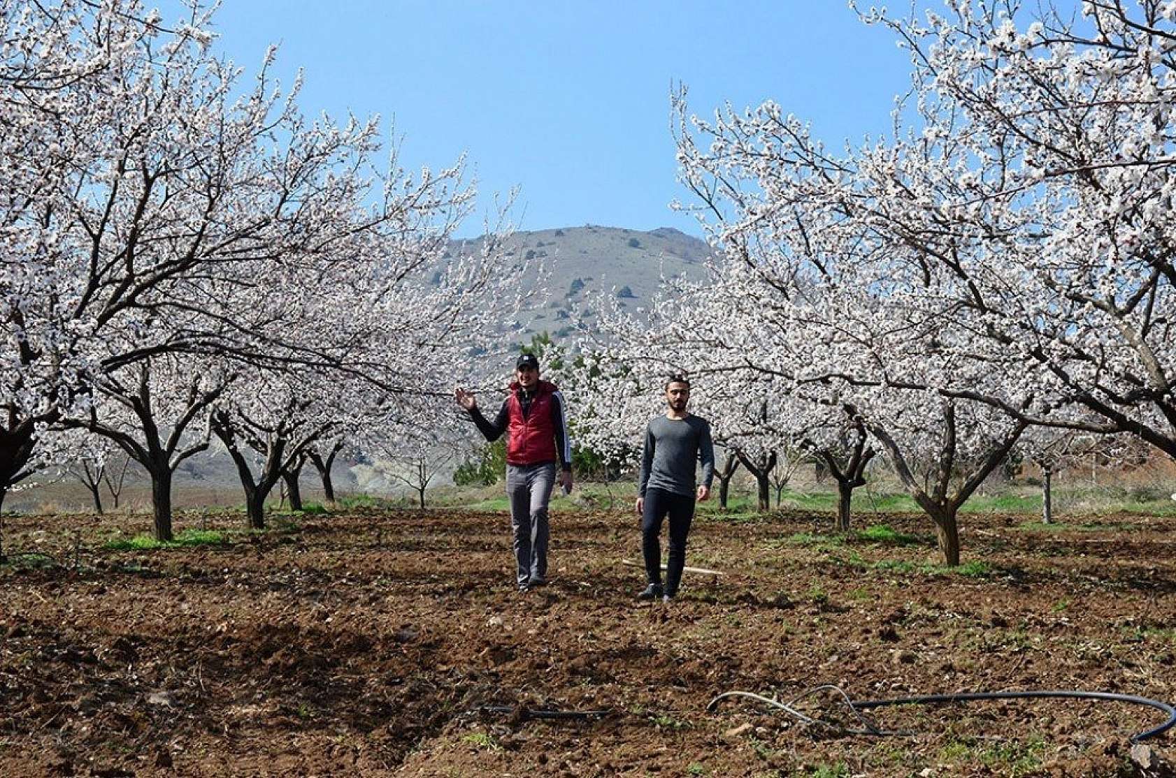 Kayısı çiçek açtı