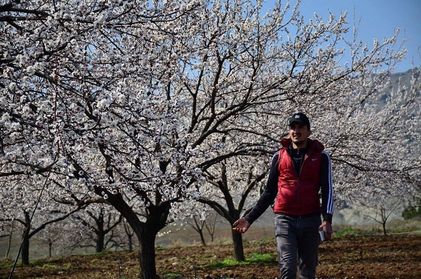 Kayısı çiçek açtı