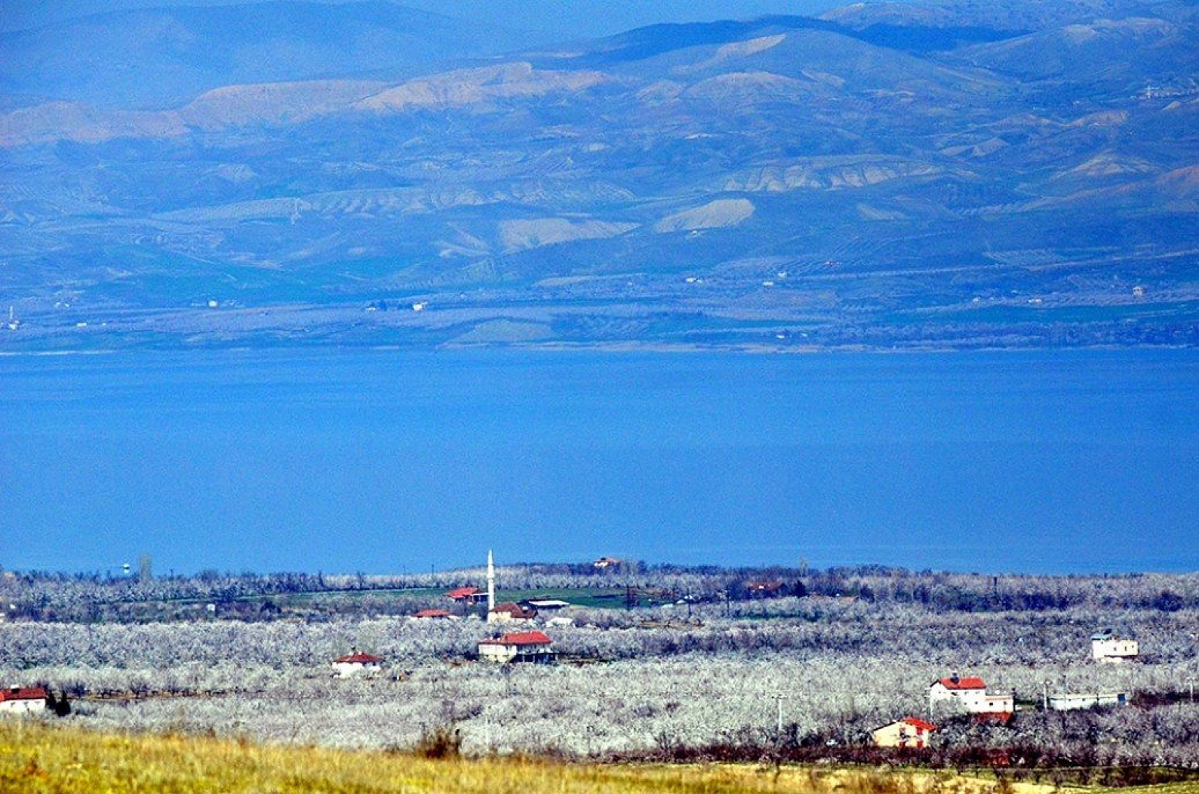 Kayısı çiçek açtı