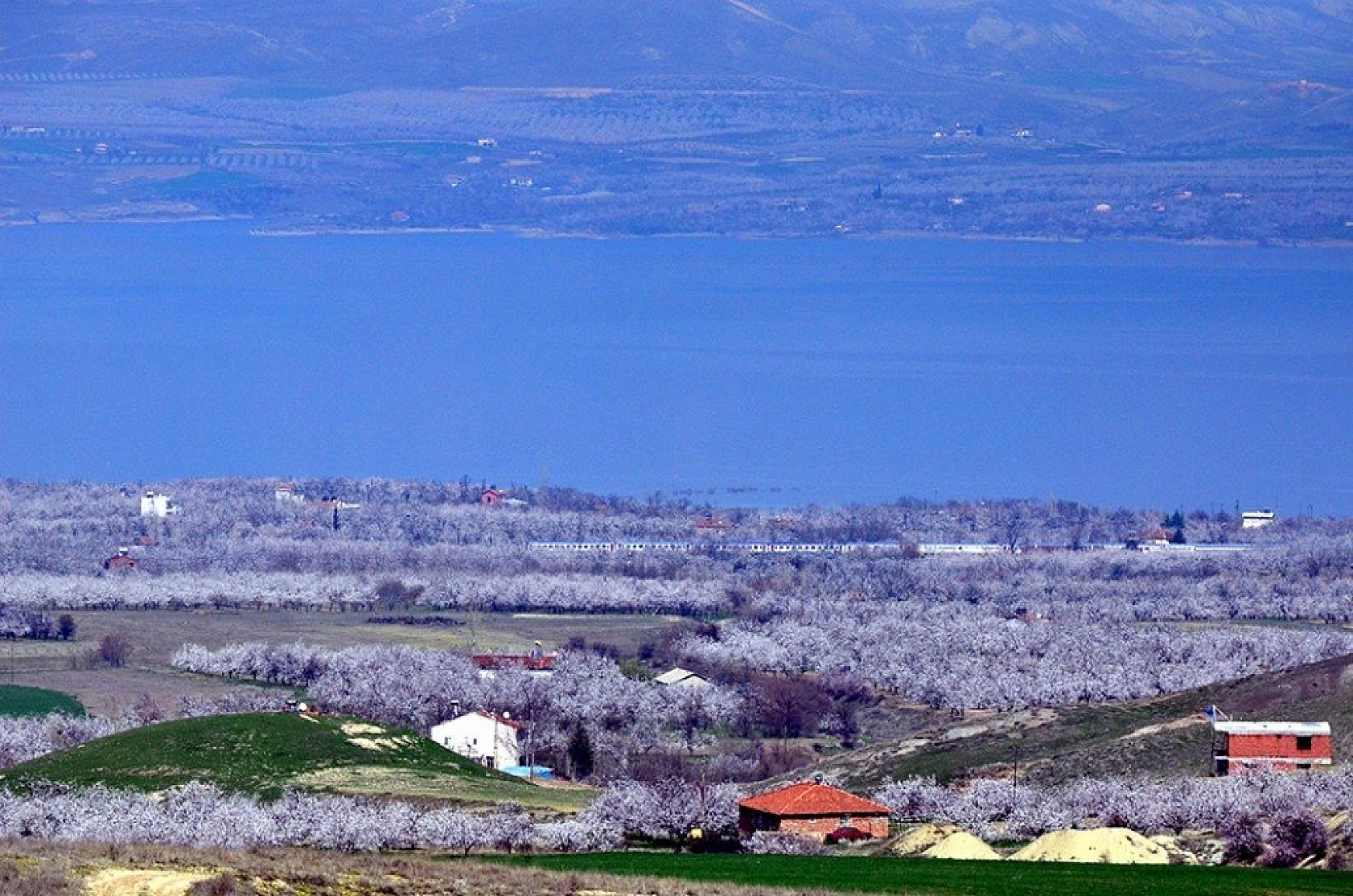 Kayısı çiçek açtı