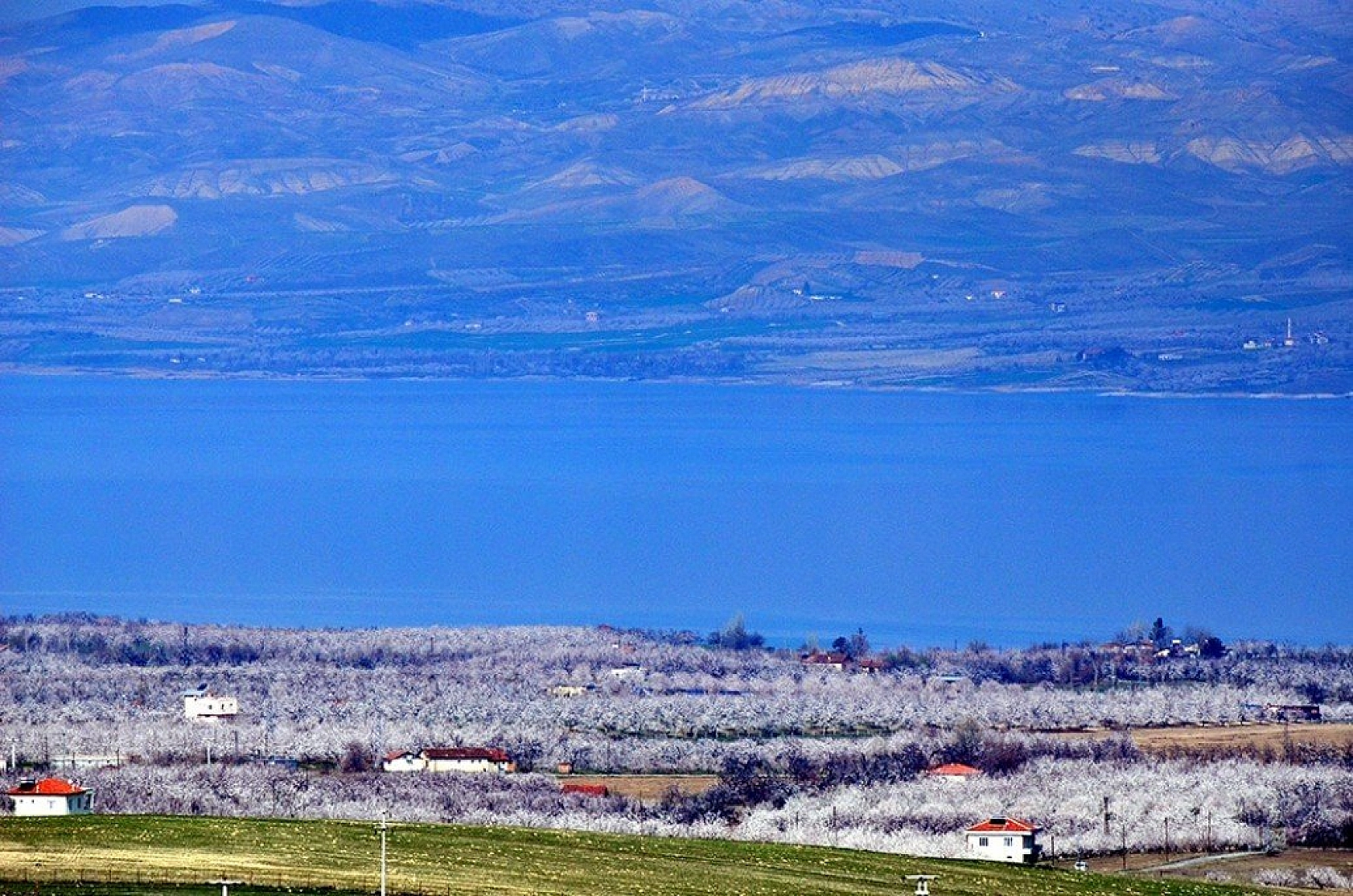 Kayısı çiçek açtı