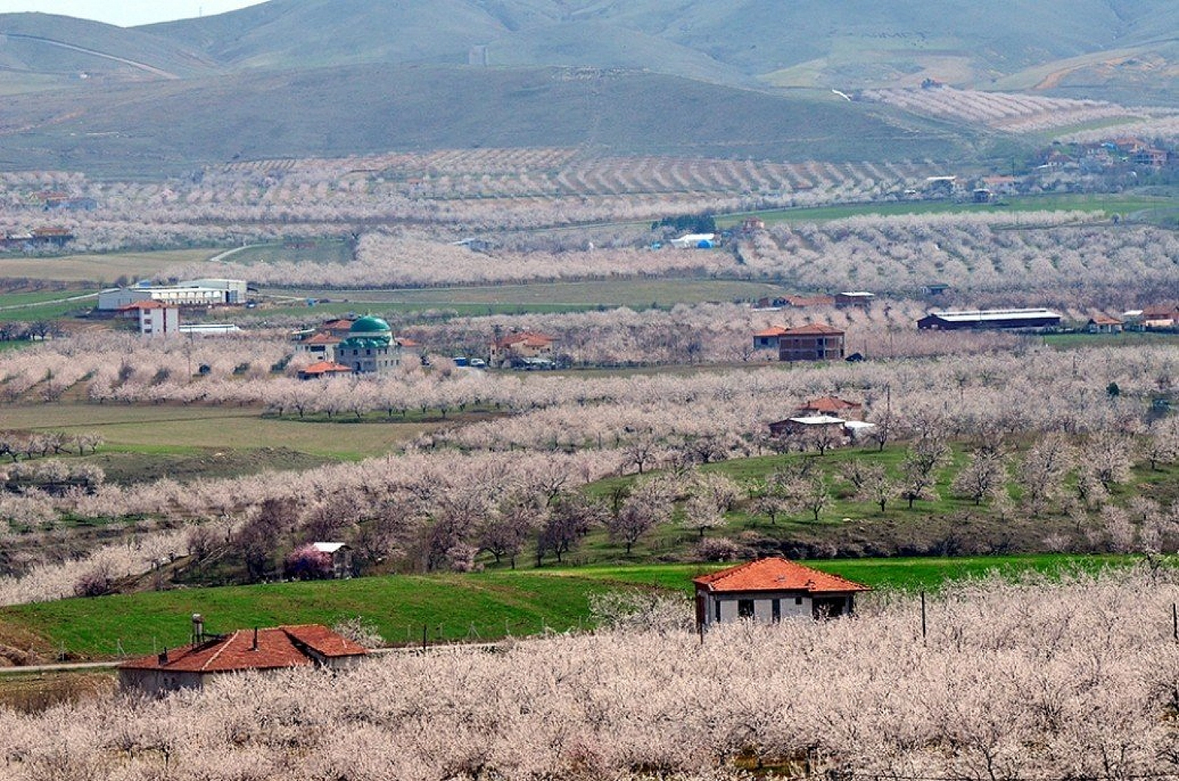 Kayısı çiçek açtı