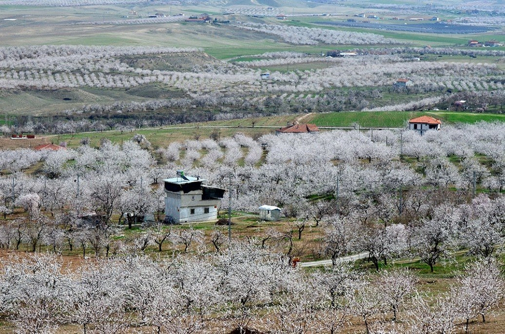 Kayısı çiçek açtı