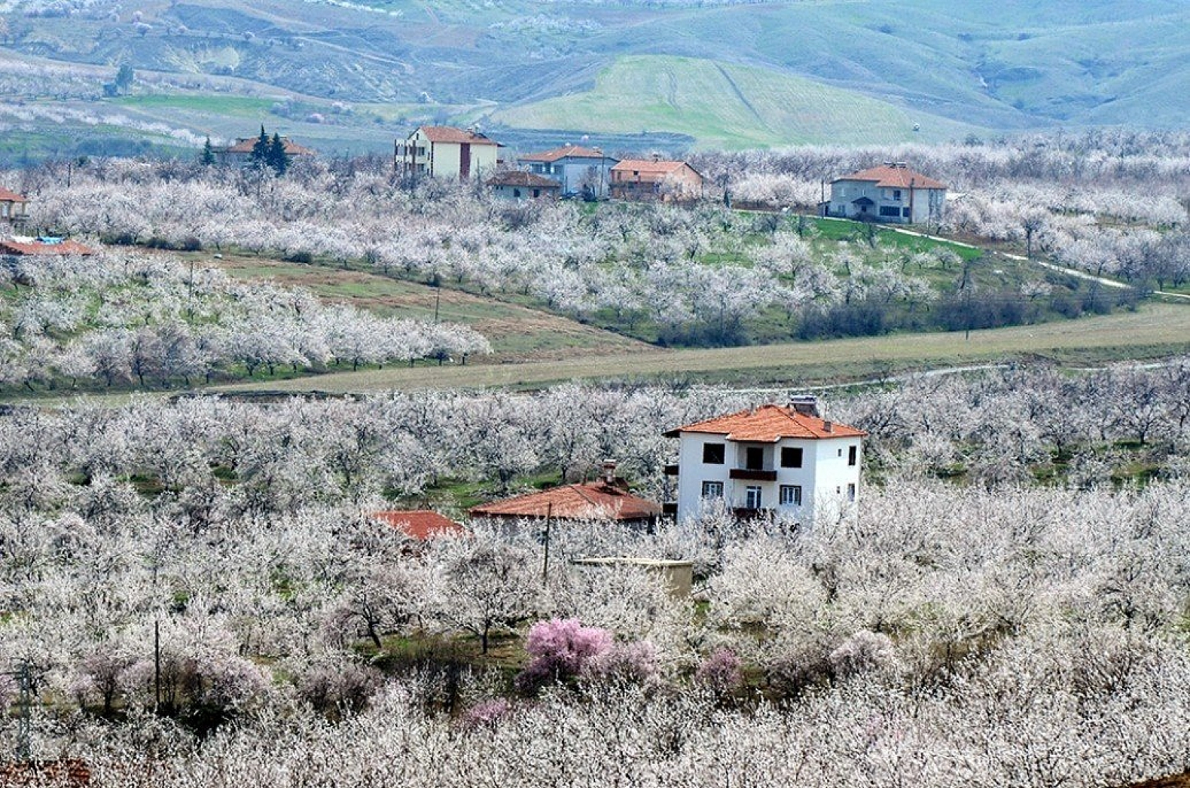 Kayısı çiçek açtı