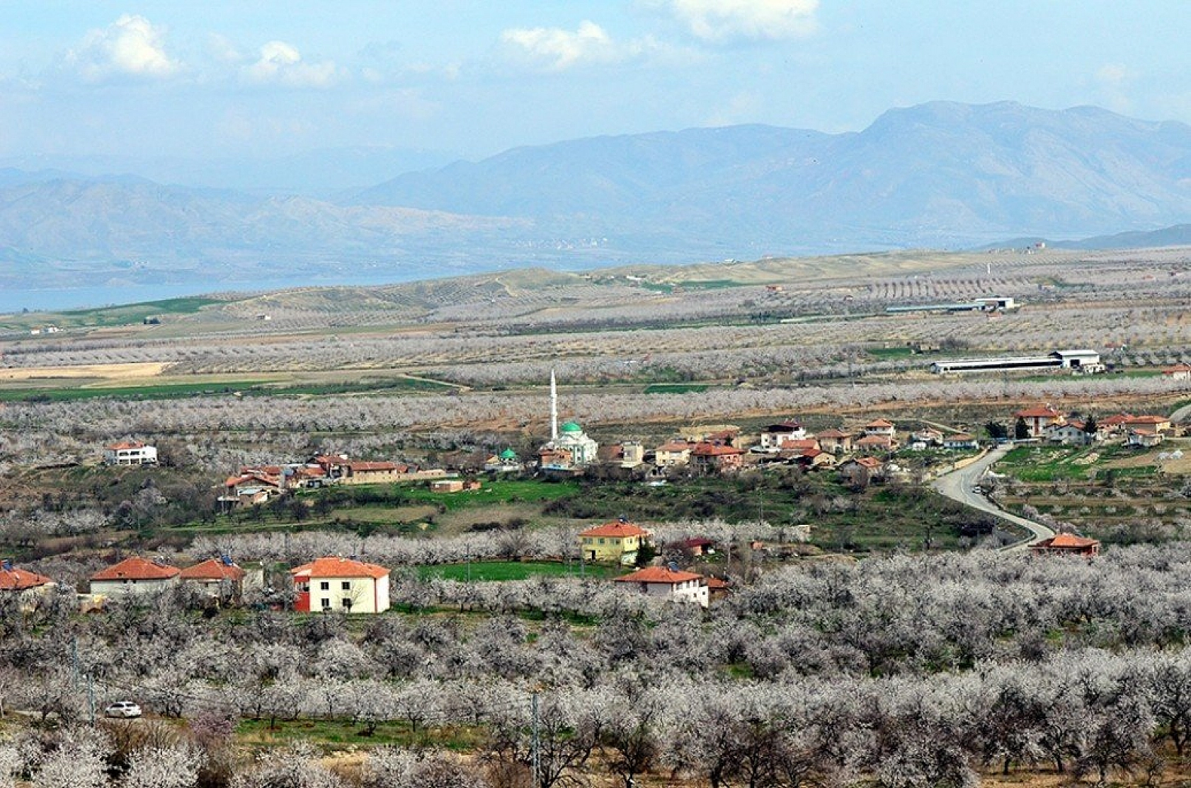 Kayısı çiçek açtı