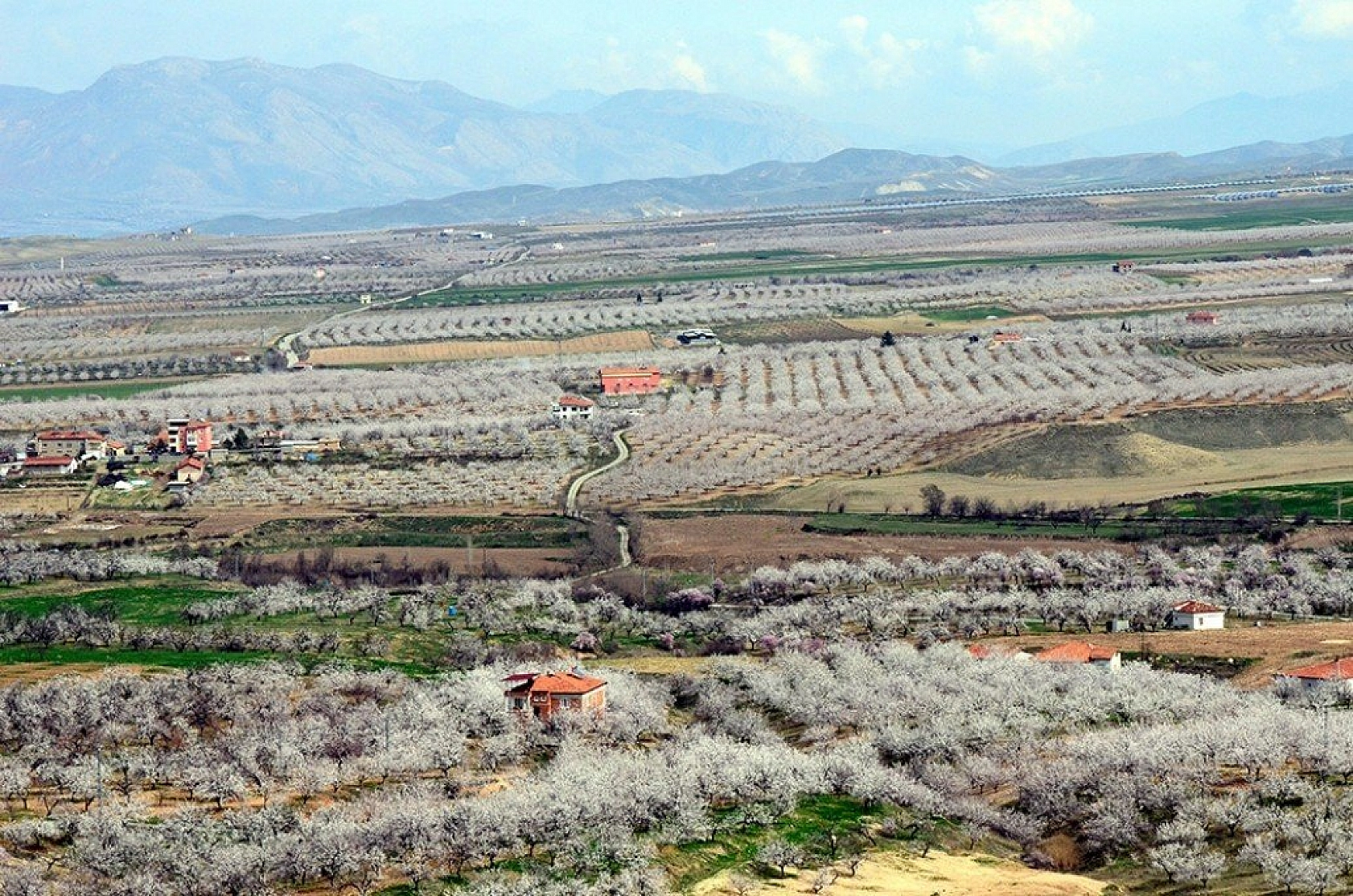 Kayısı çiçek açtı